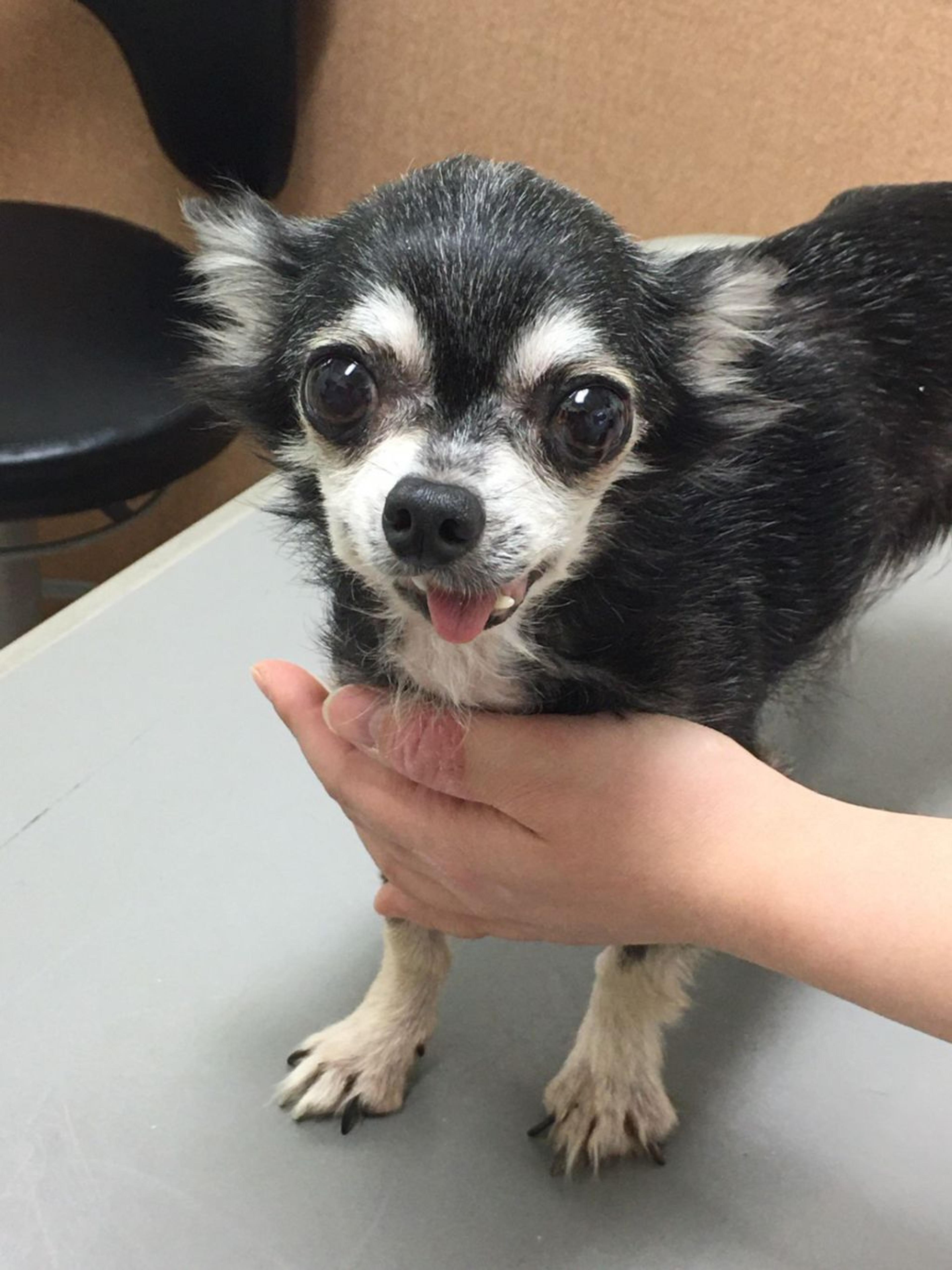 pet-image-2