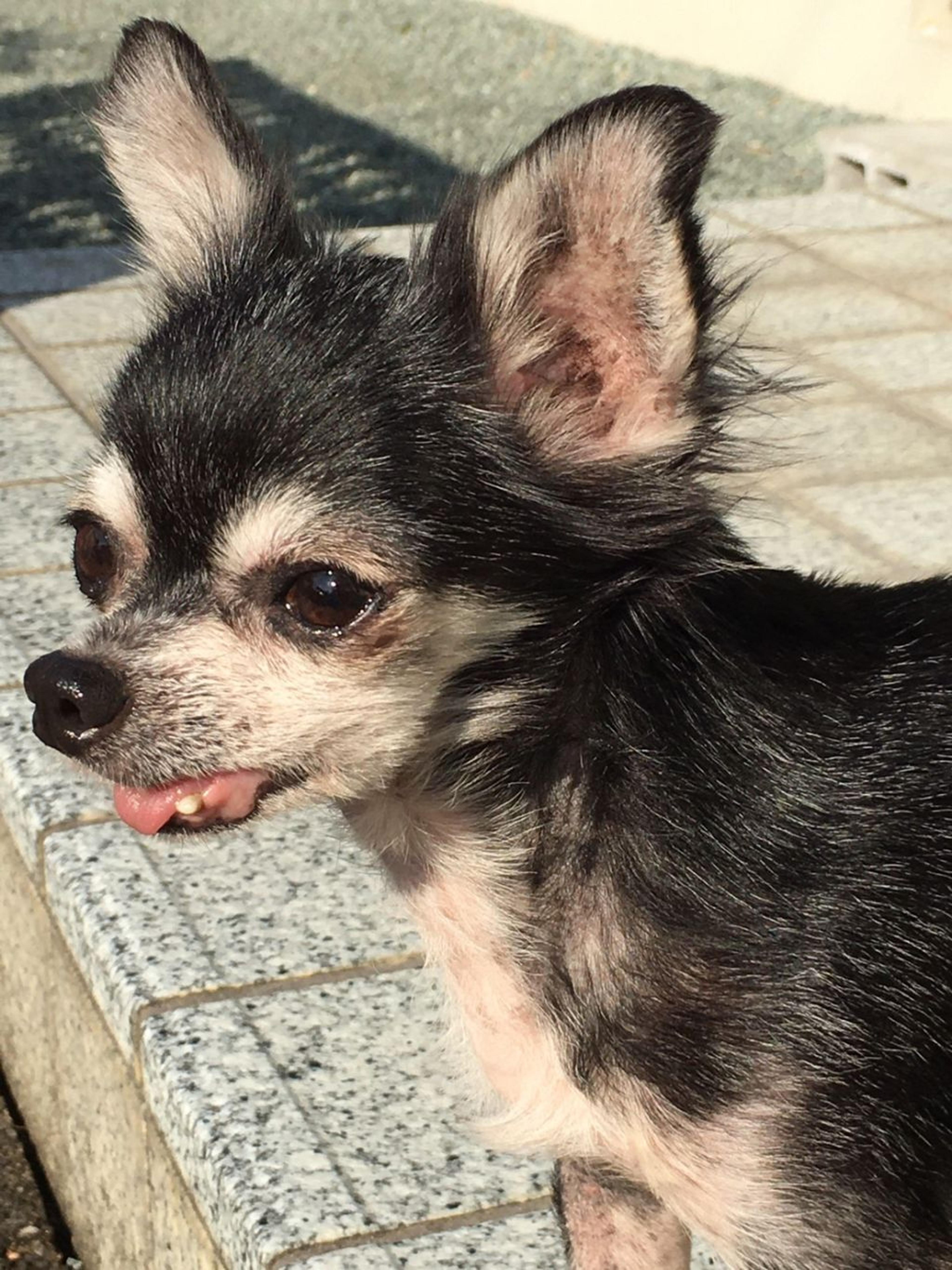 pet-image-3