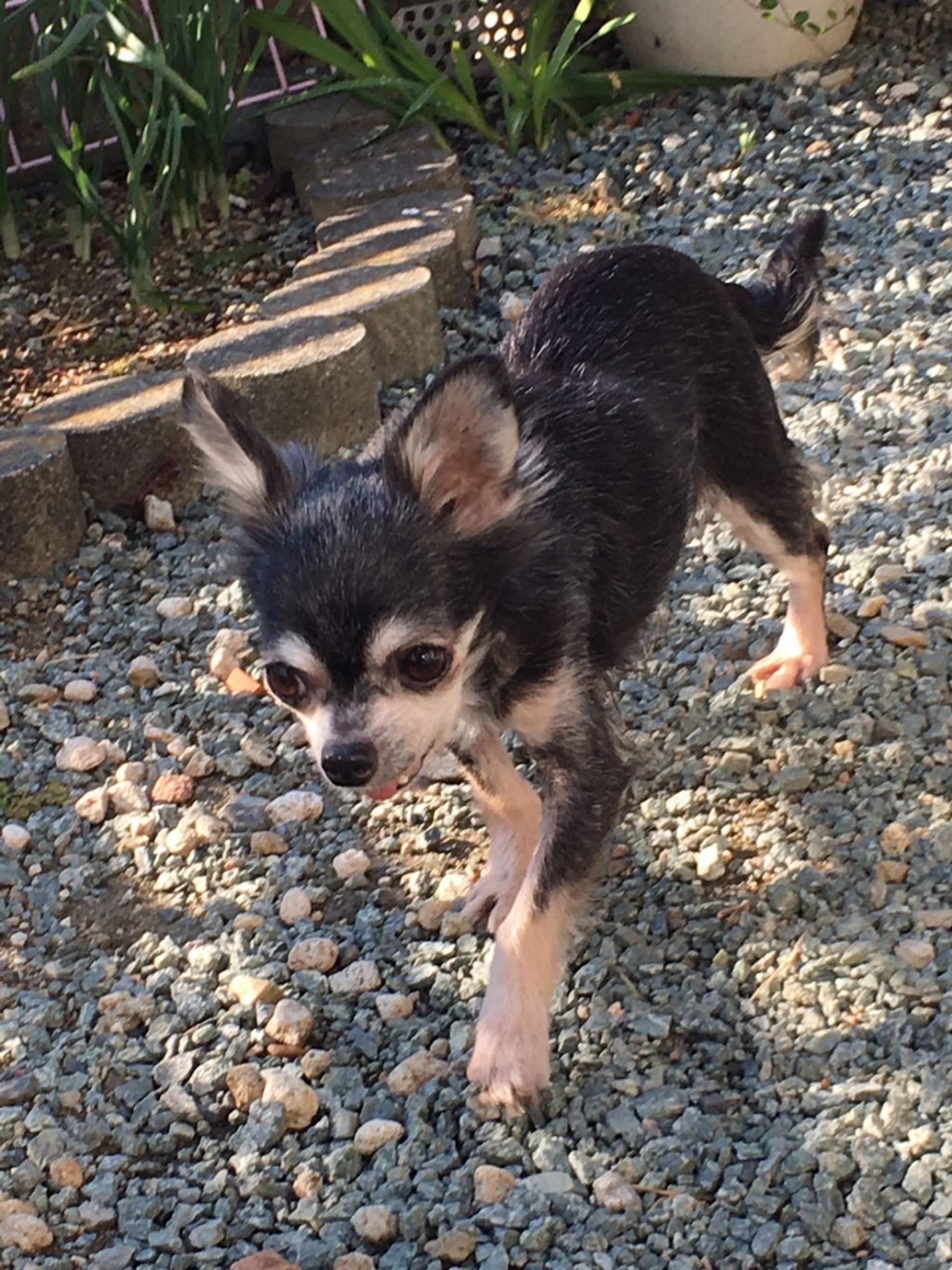 pet-image-4
