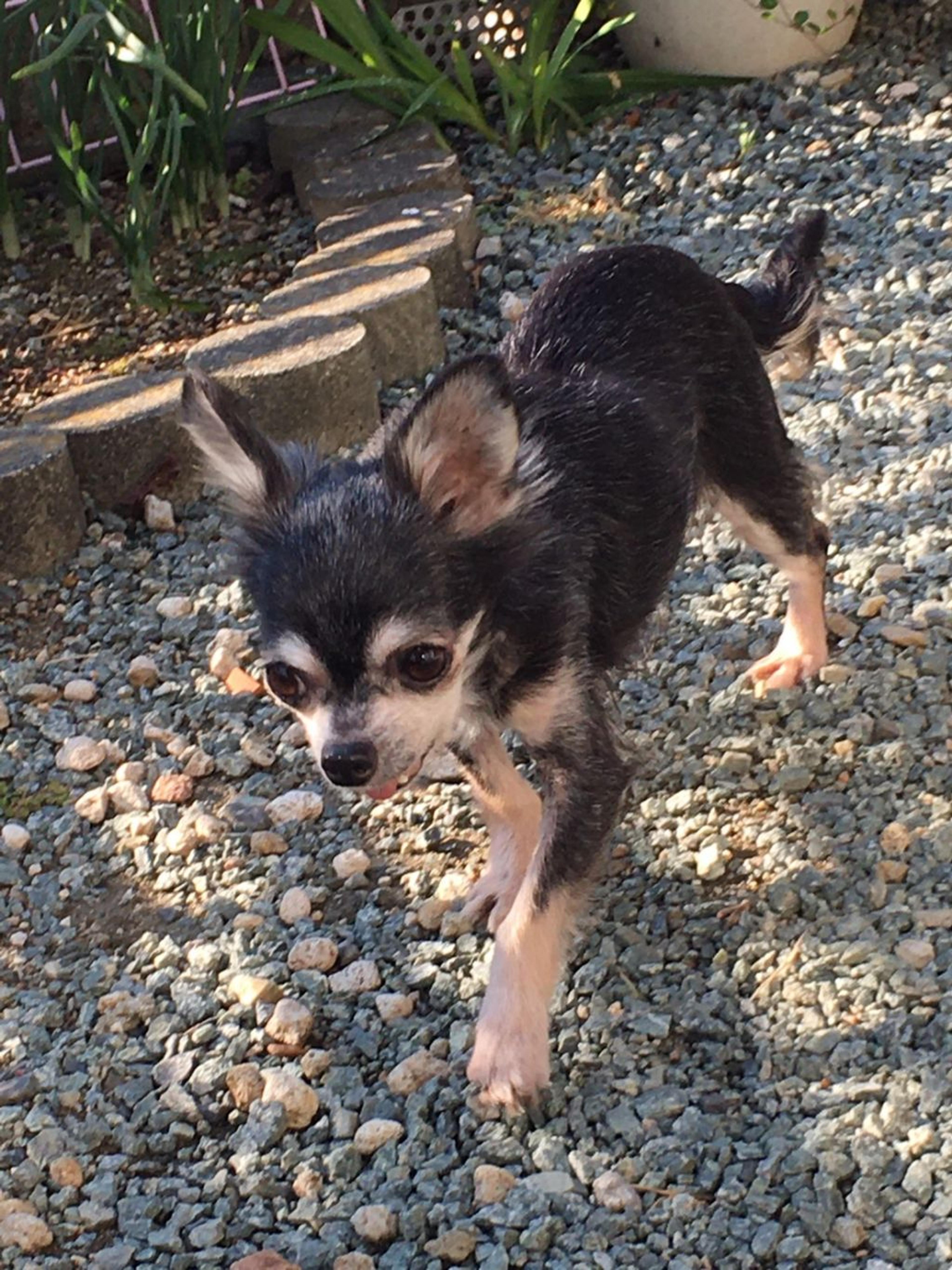 pet-image-4
