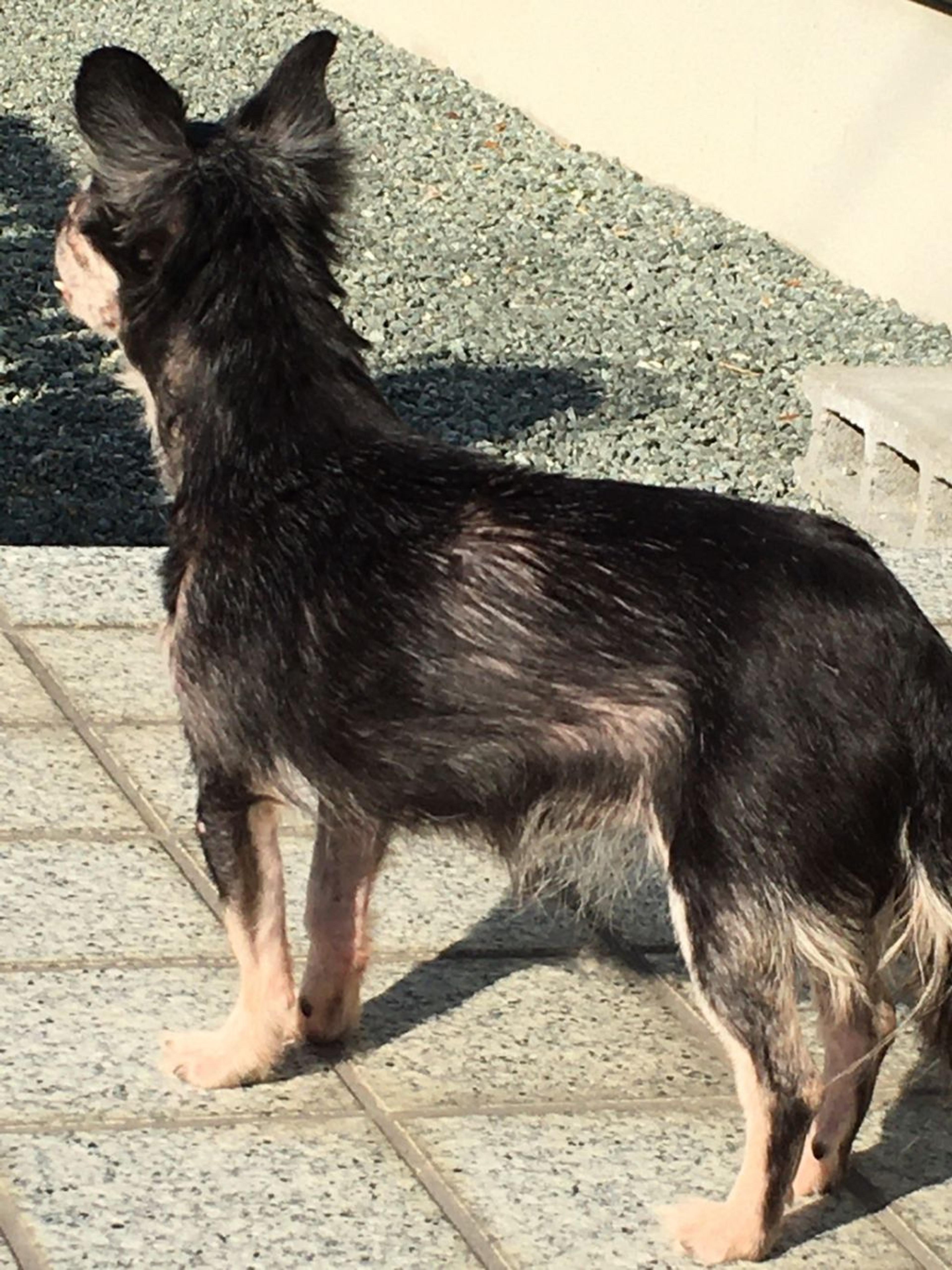 pet-image-6