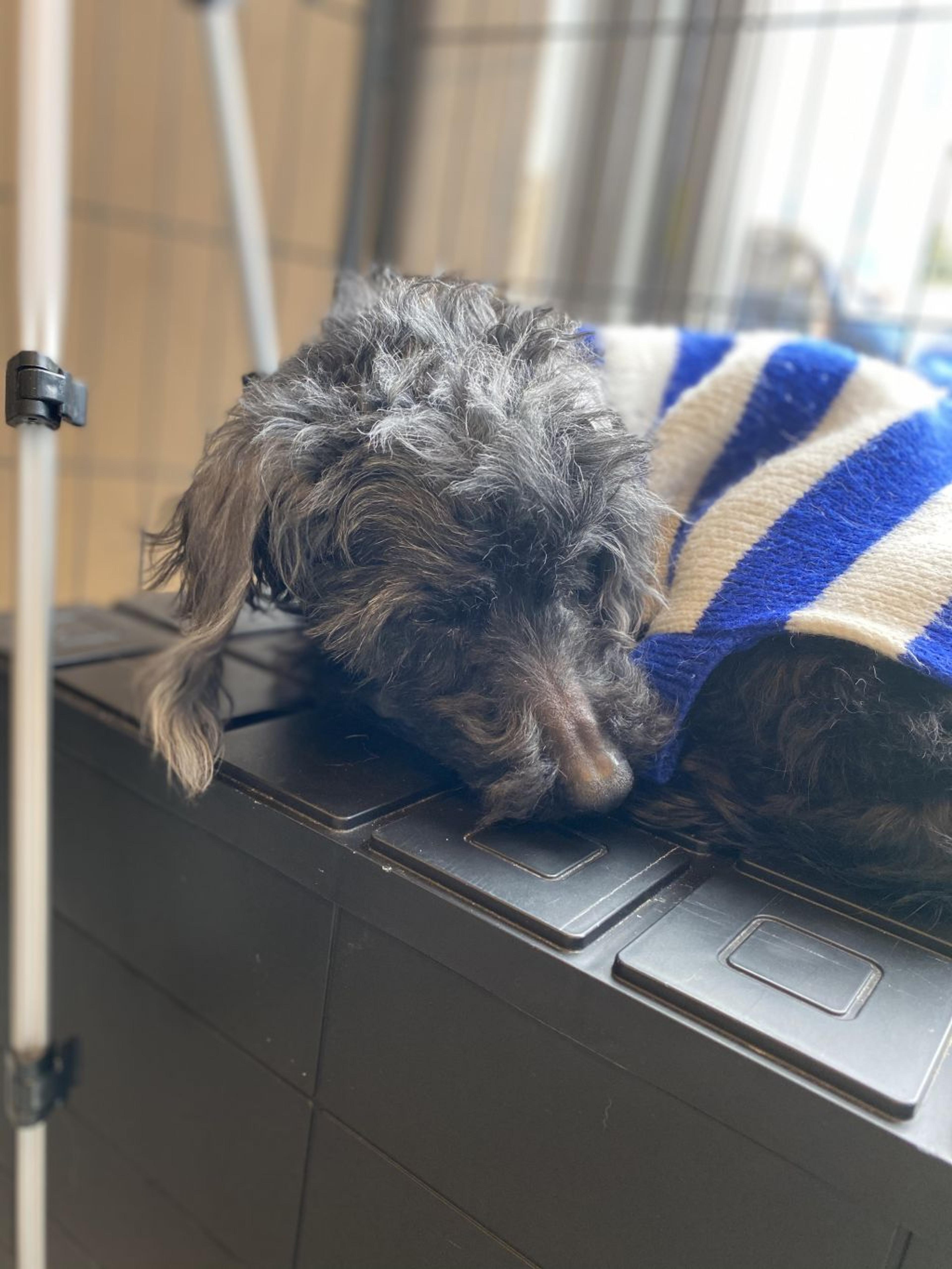 pet-image-3