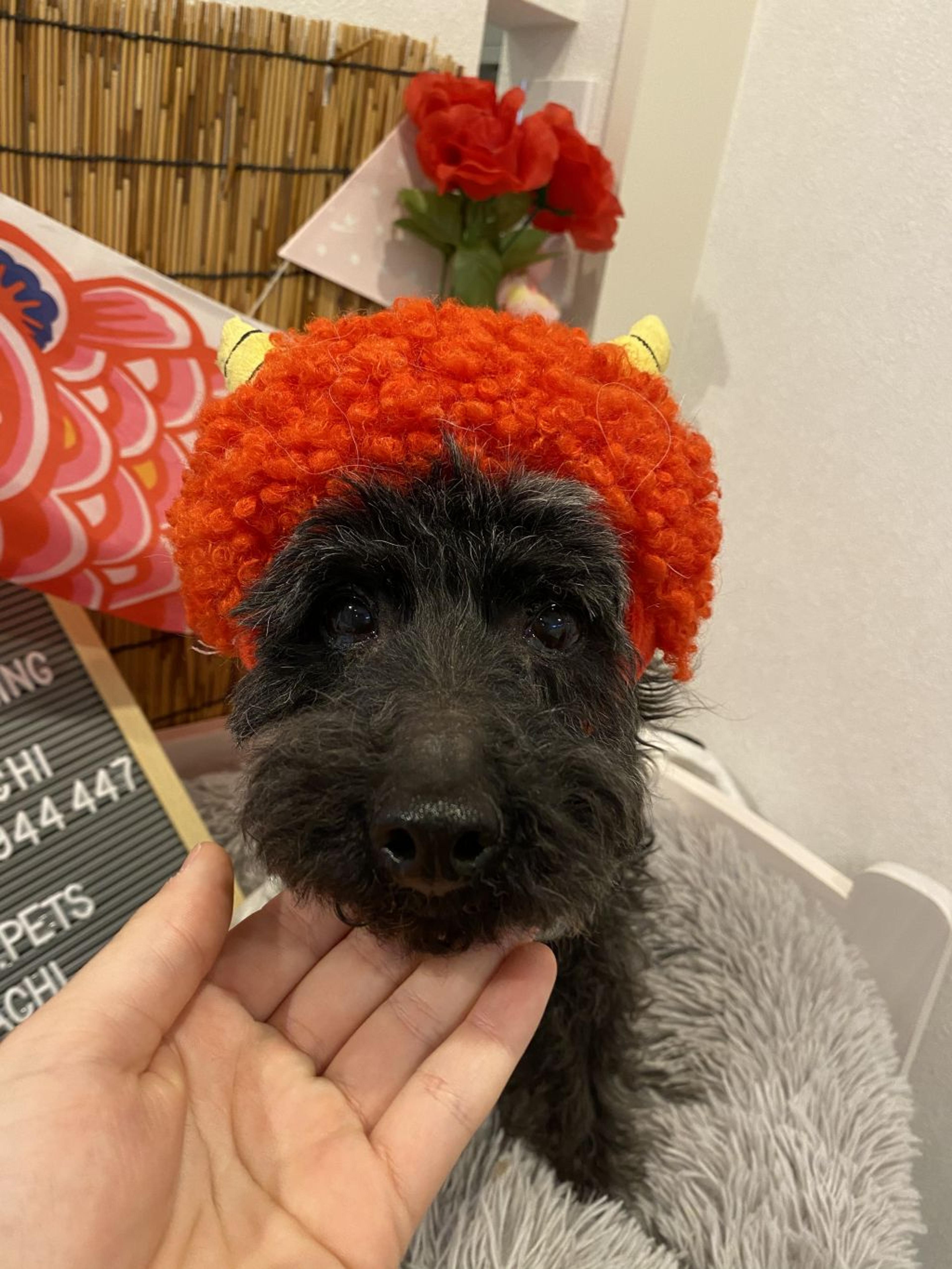 pet-image-5
