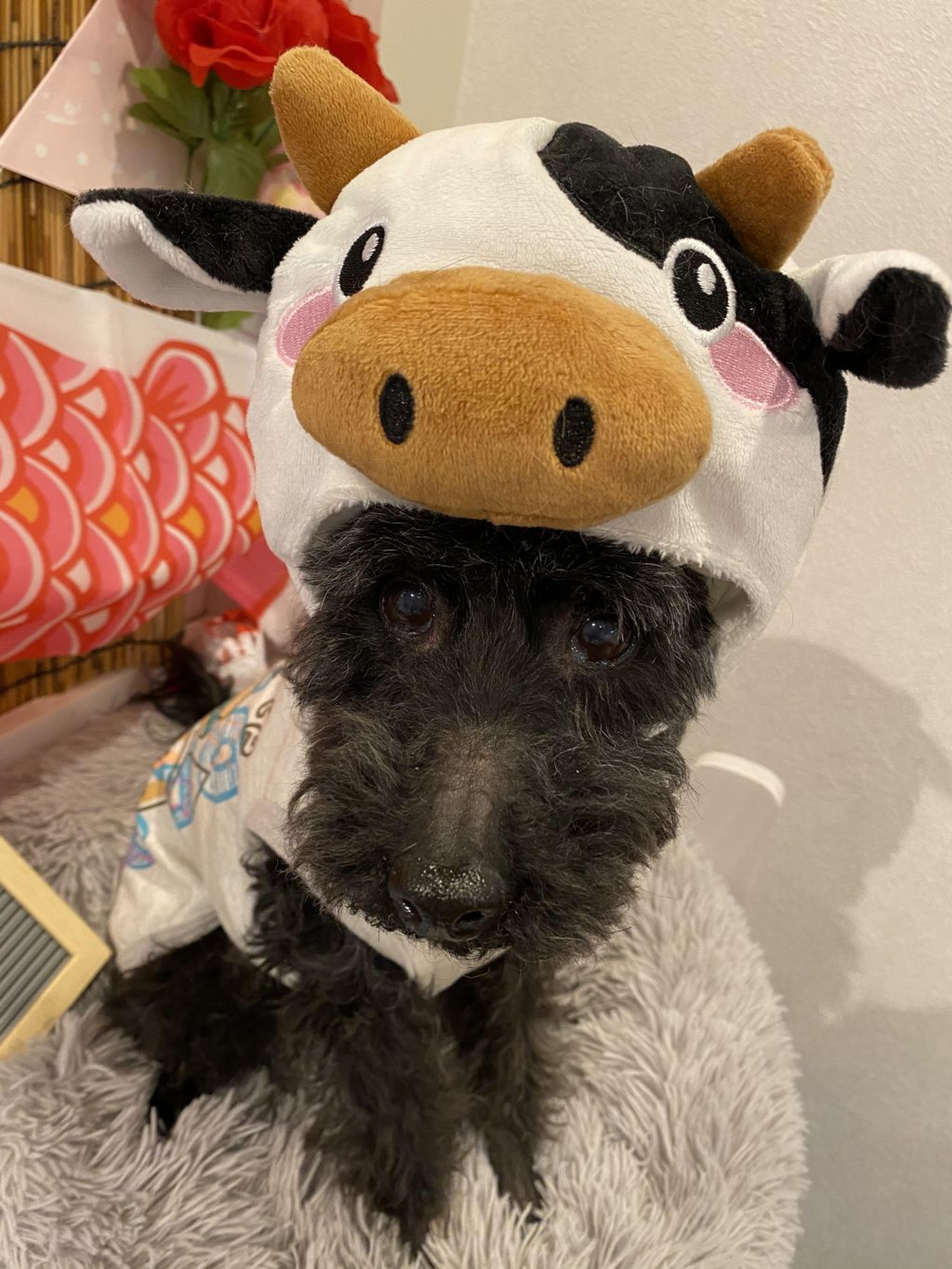 pet-image-6