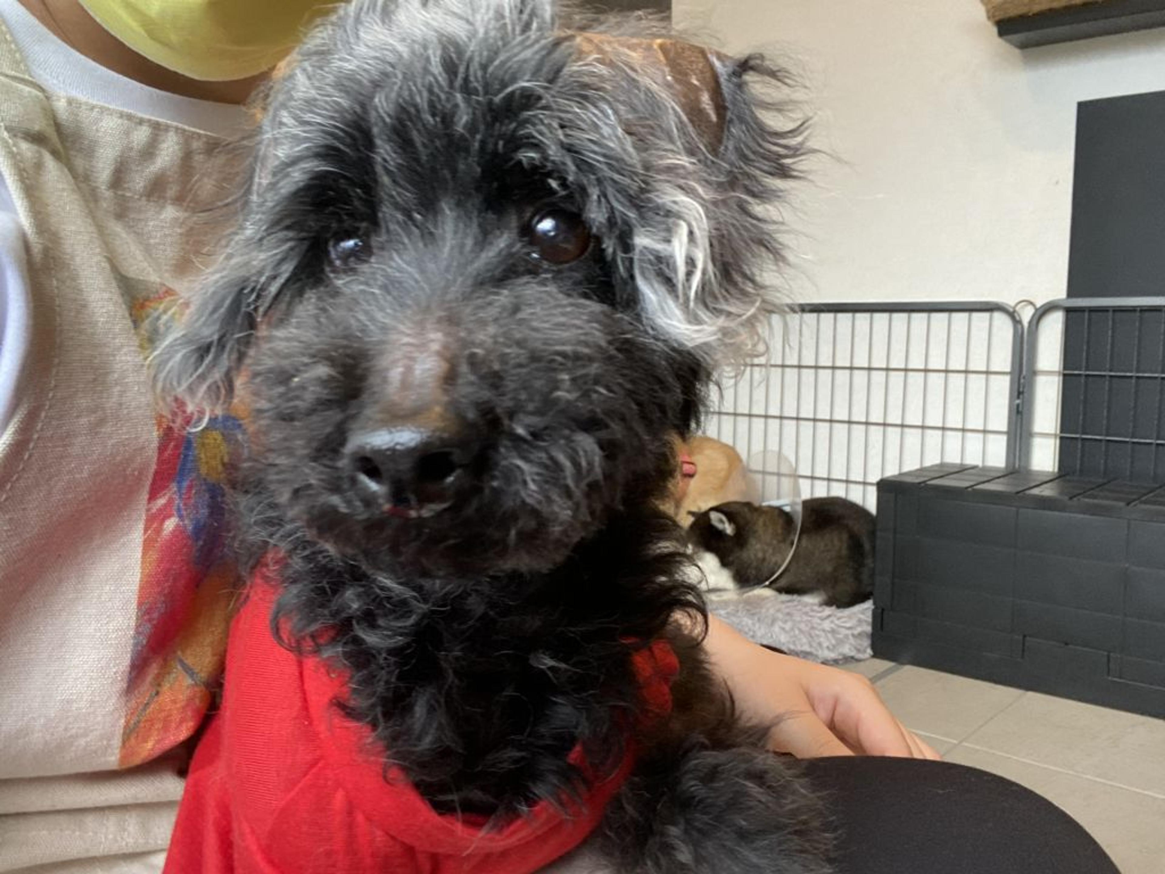 pet-image-9