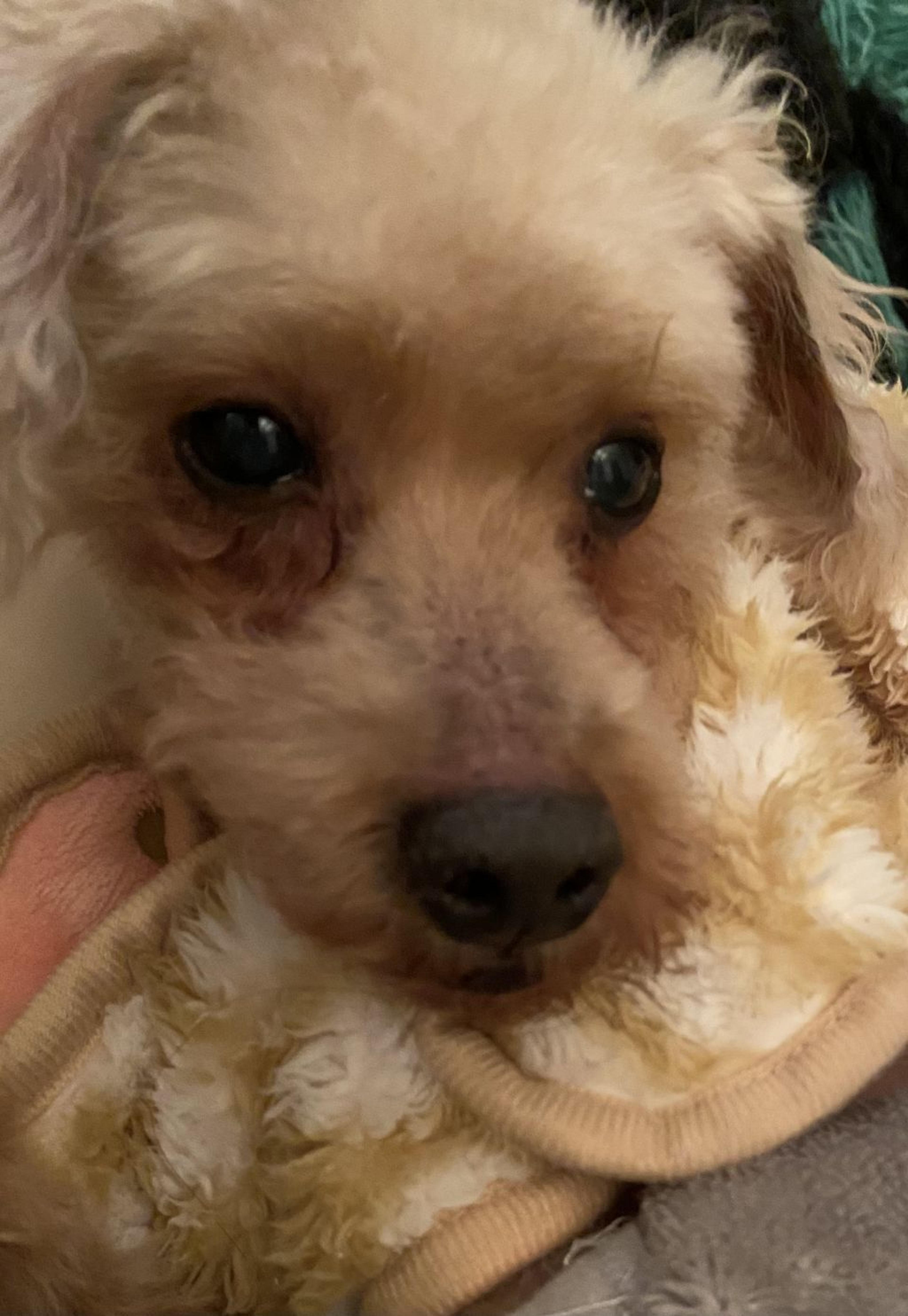 pet-image-3