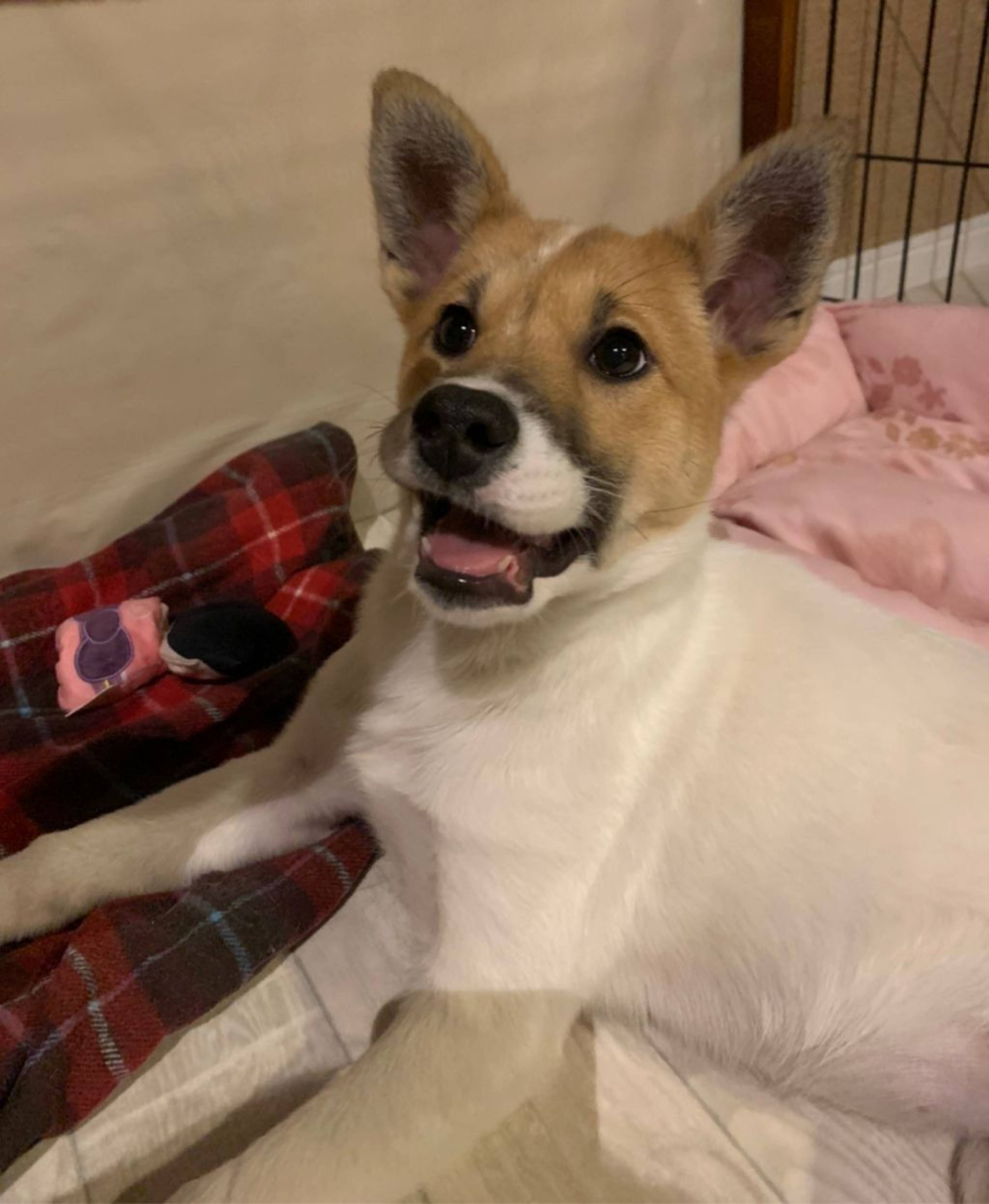 雑種（ミックス犬）・メスの里親募集の写真