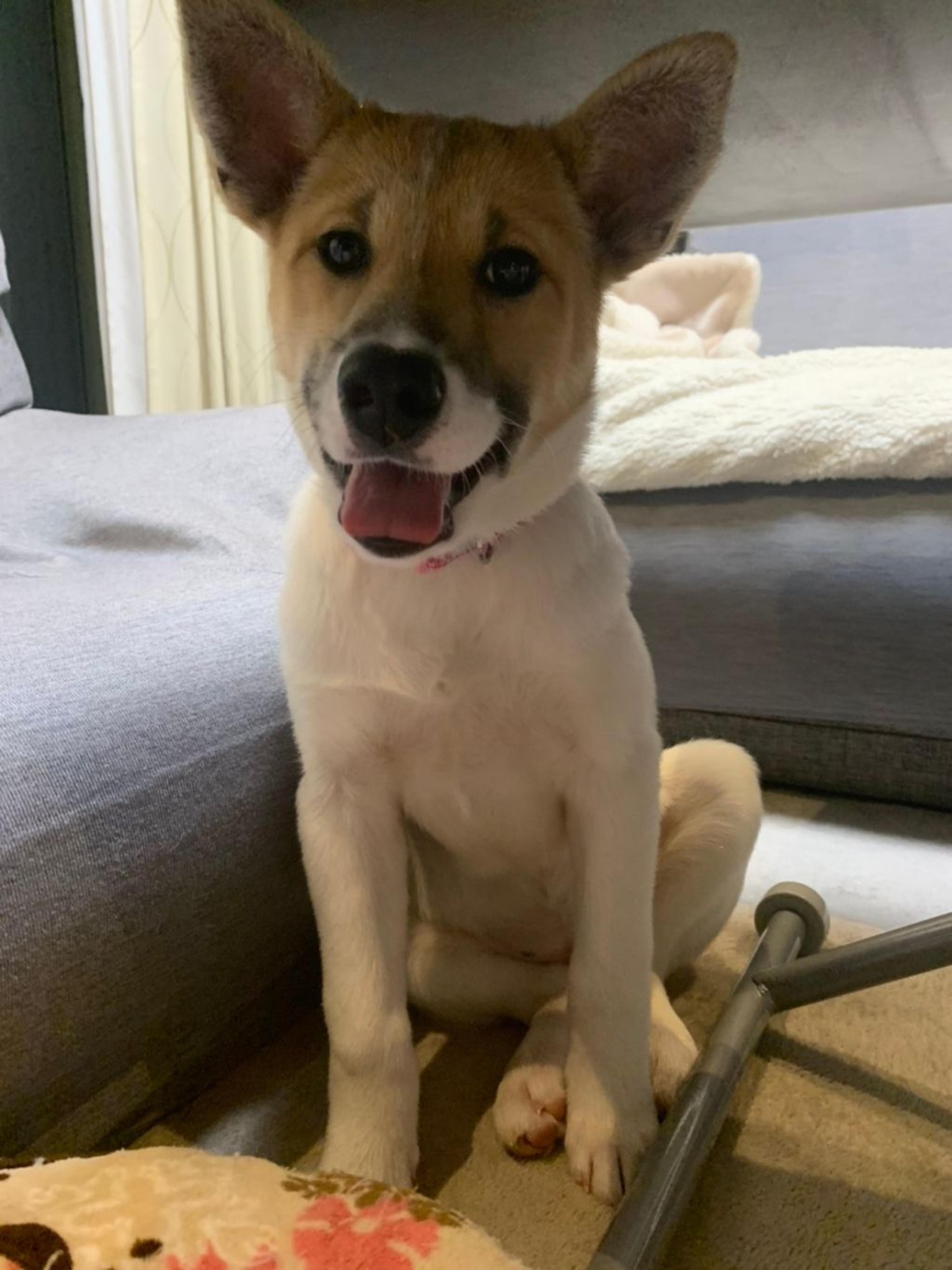 pet-image-2