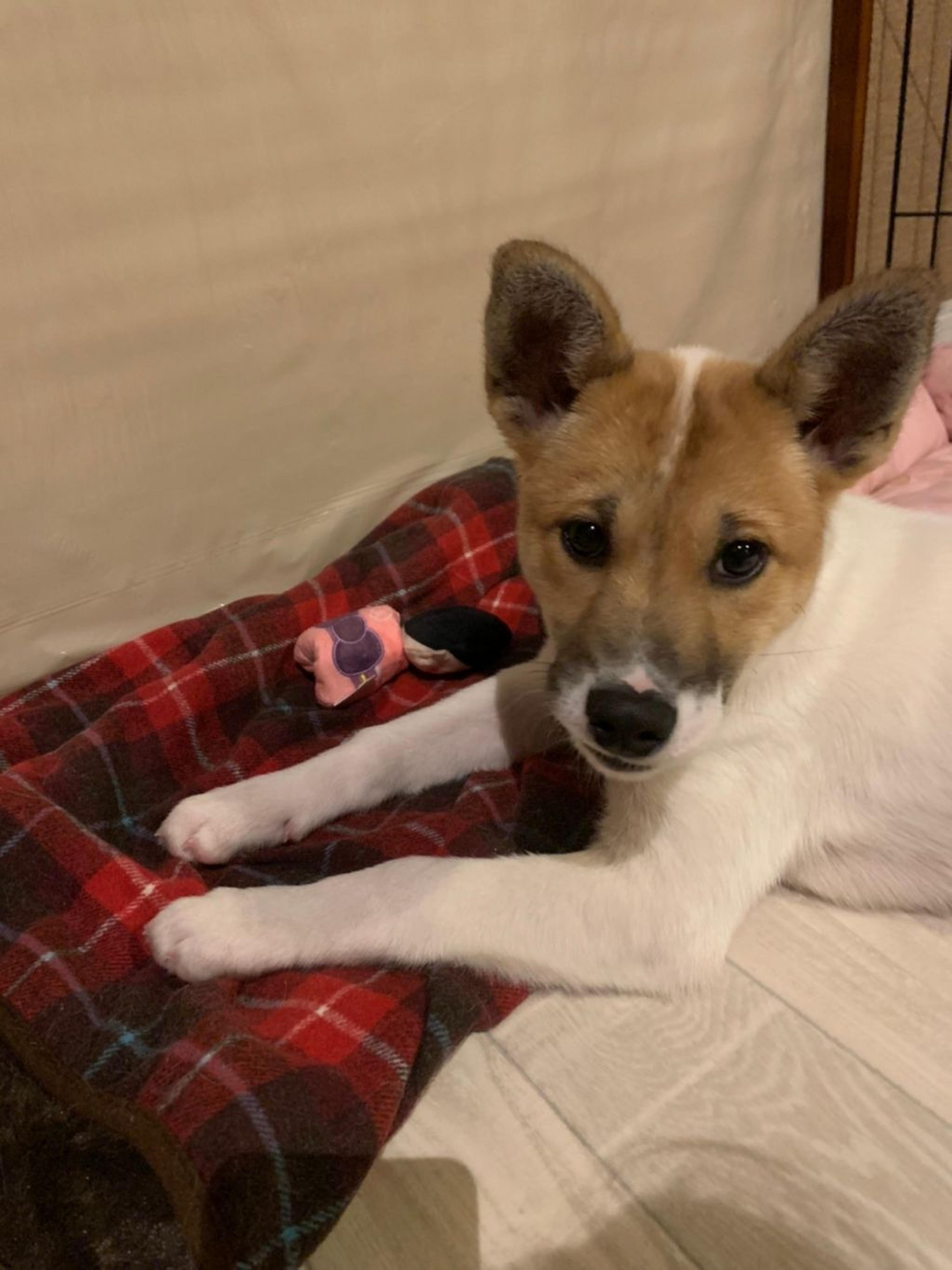 pet-image-3
