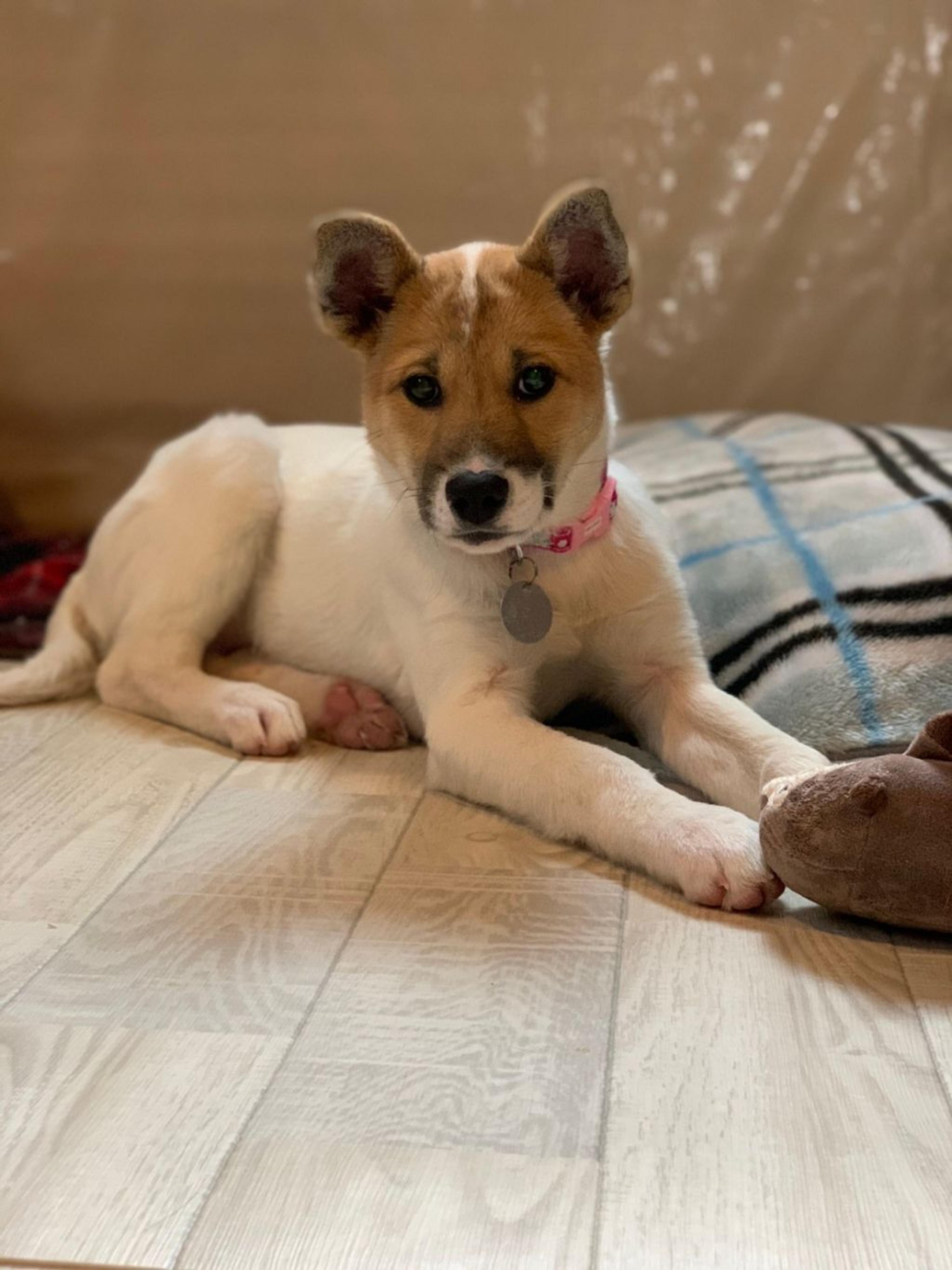 pet-image-4