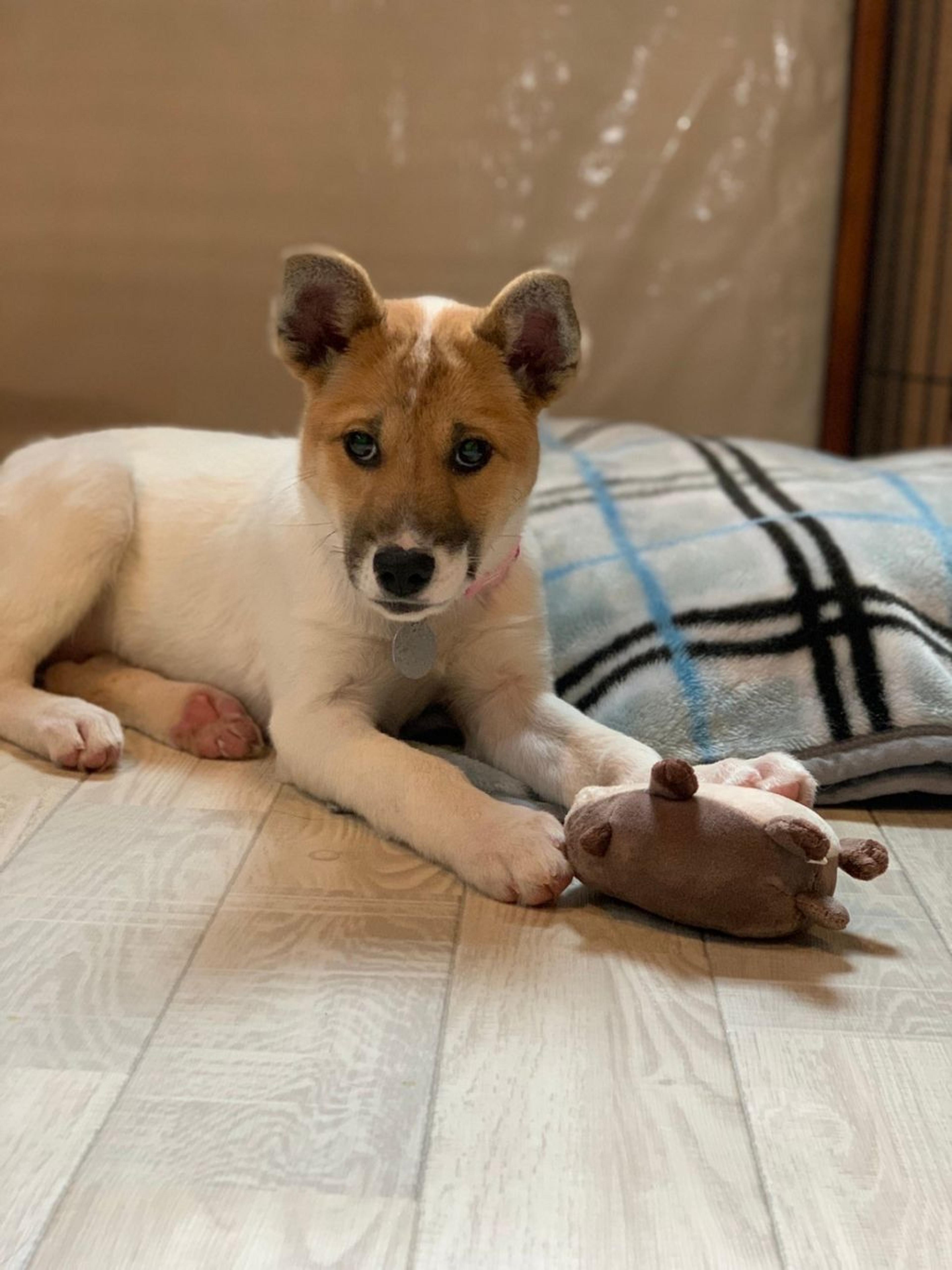 pet-image-5