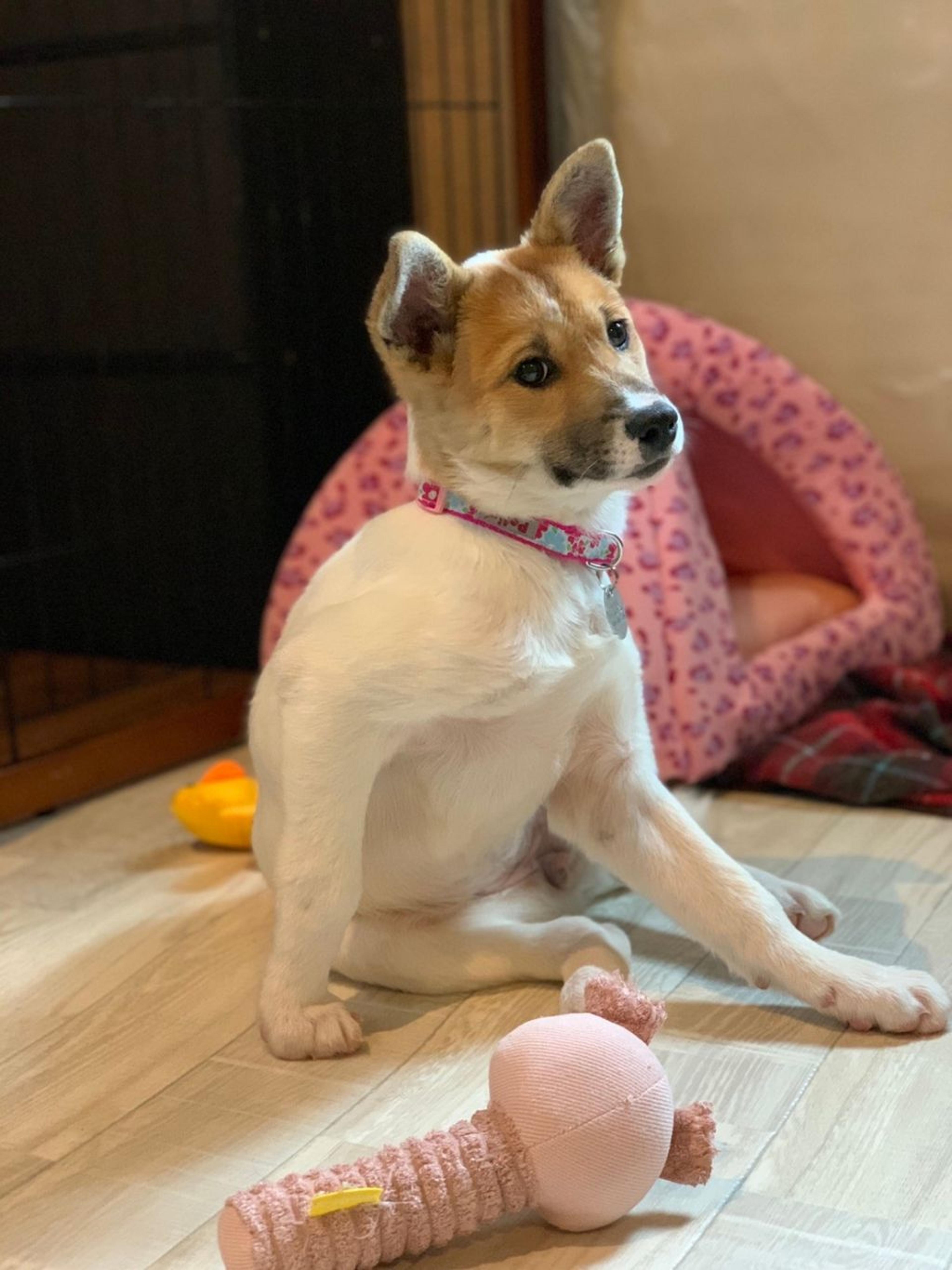 pet-image-6