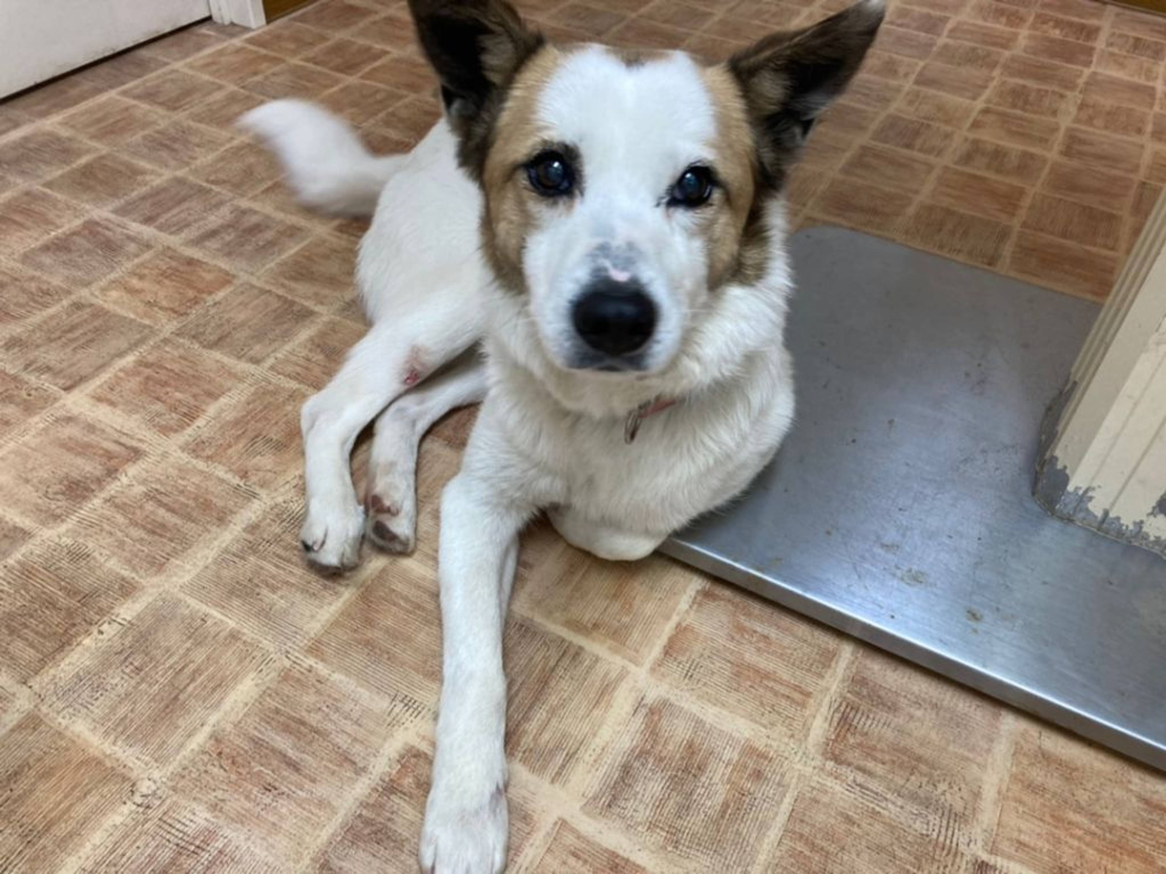 雑種（ミックス犬）・メスの里親募集の写真