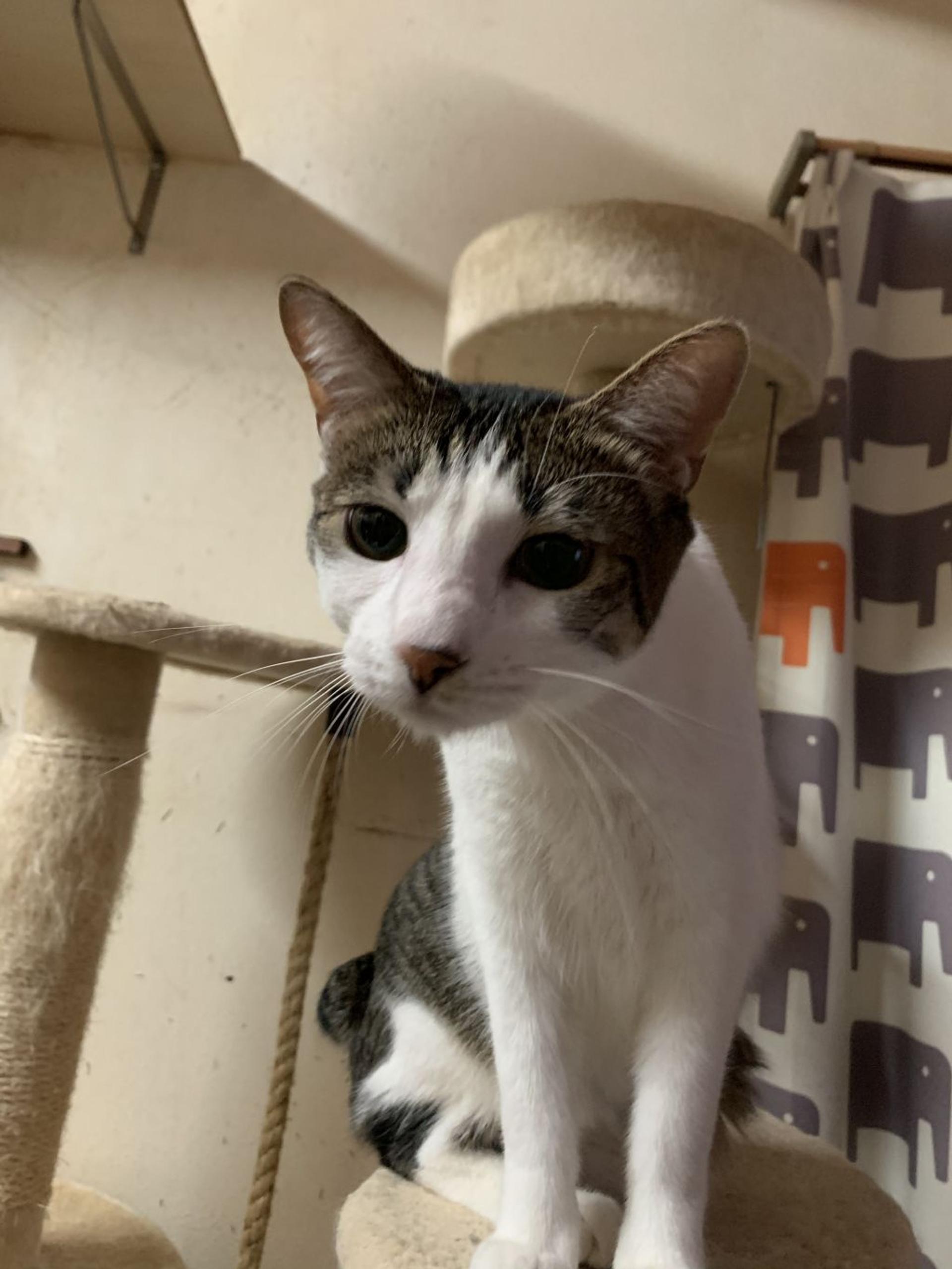 pet-image-2