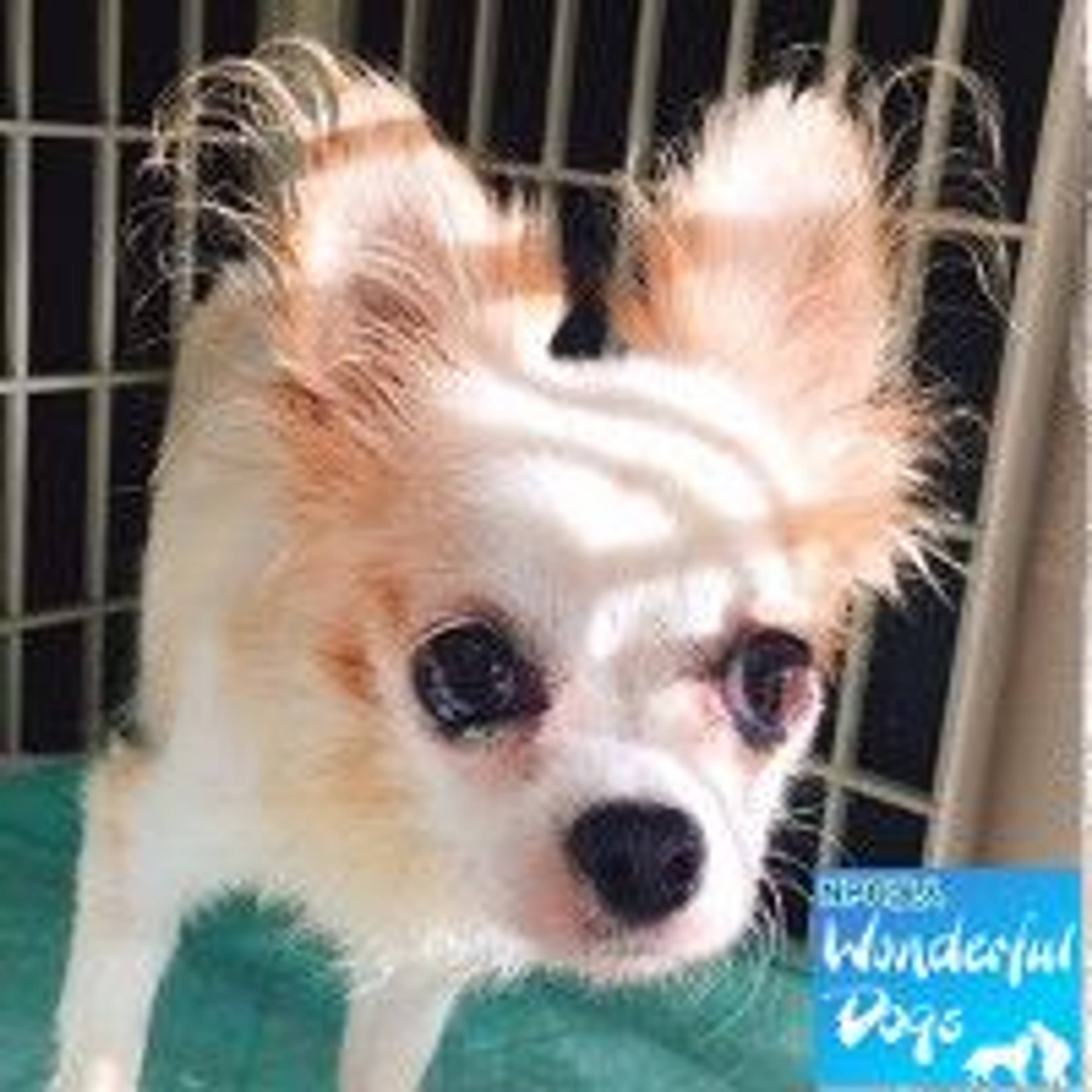 チワワ・メスの里親募集の写真