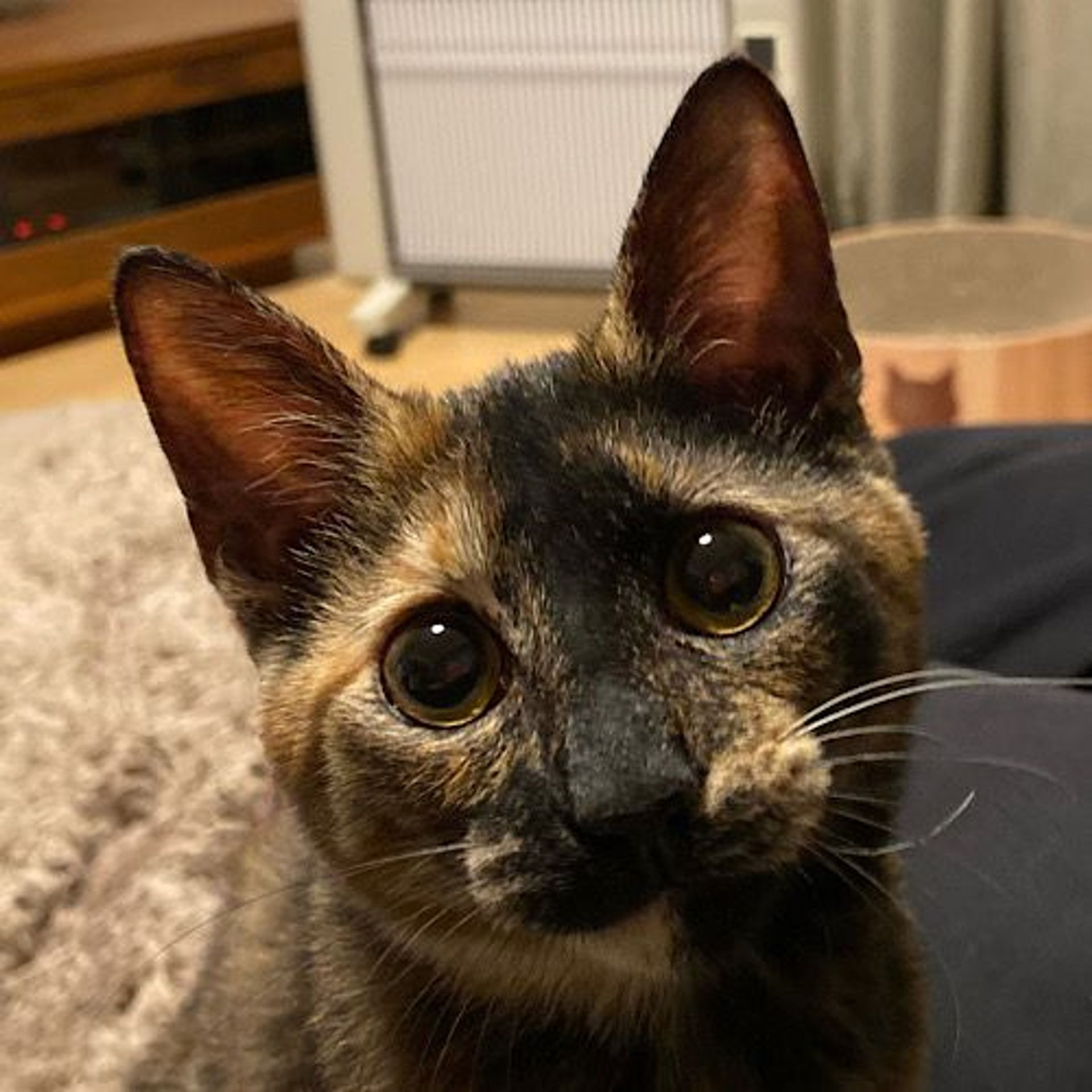雑種（ミックス猫）・メスの里親募集の写真
