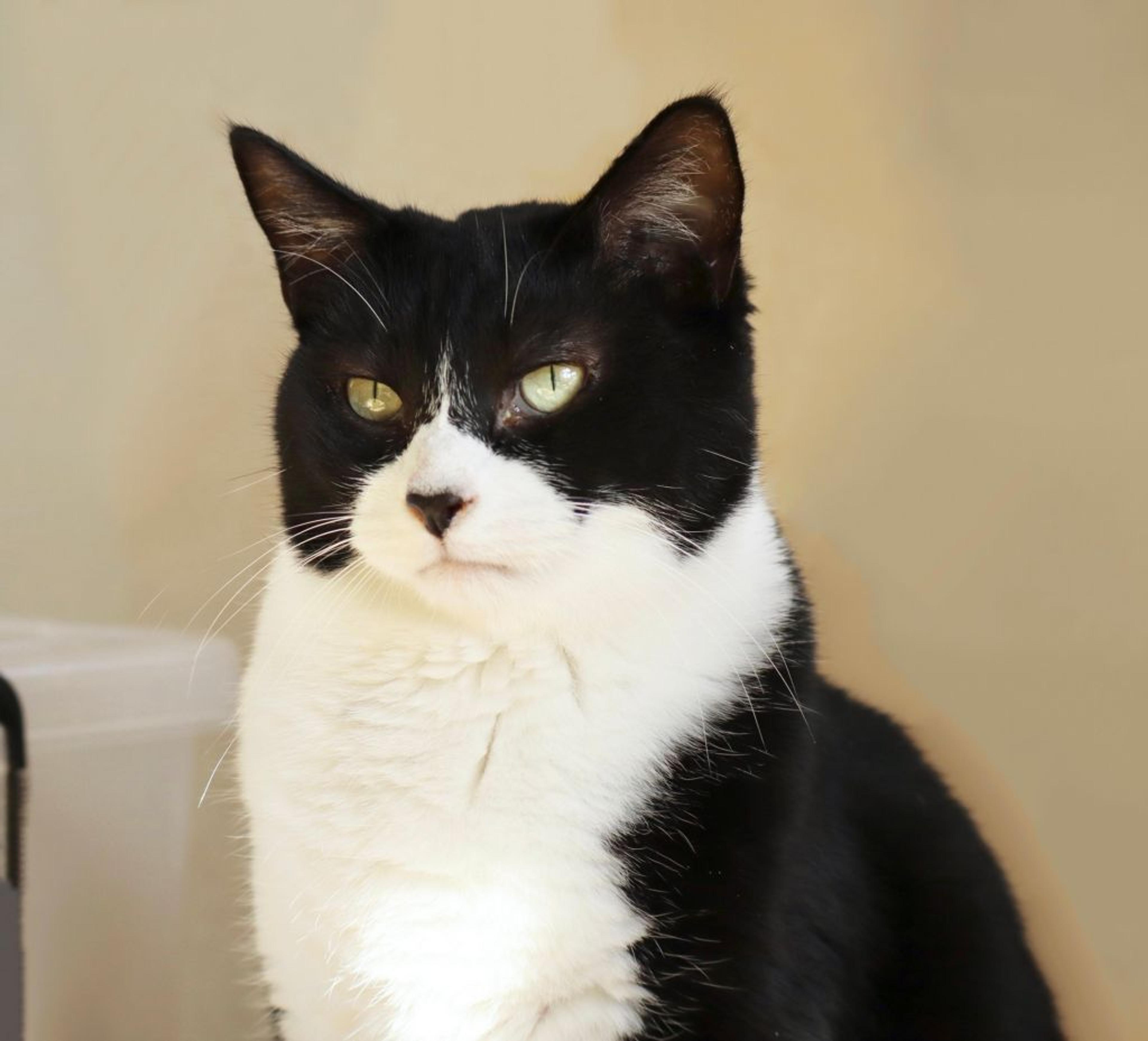 pet-image-3