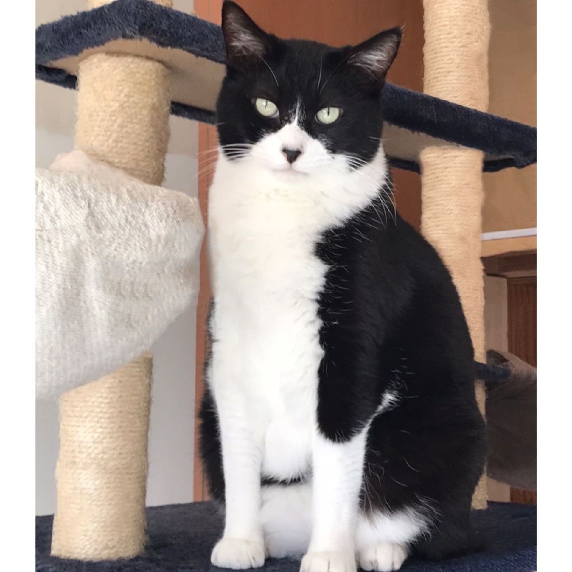 雑種（ミックス猫）・オスの里親募集の写真