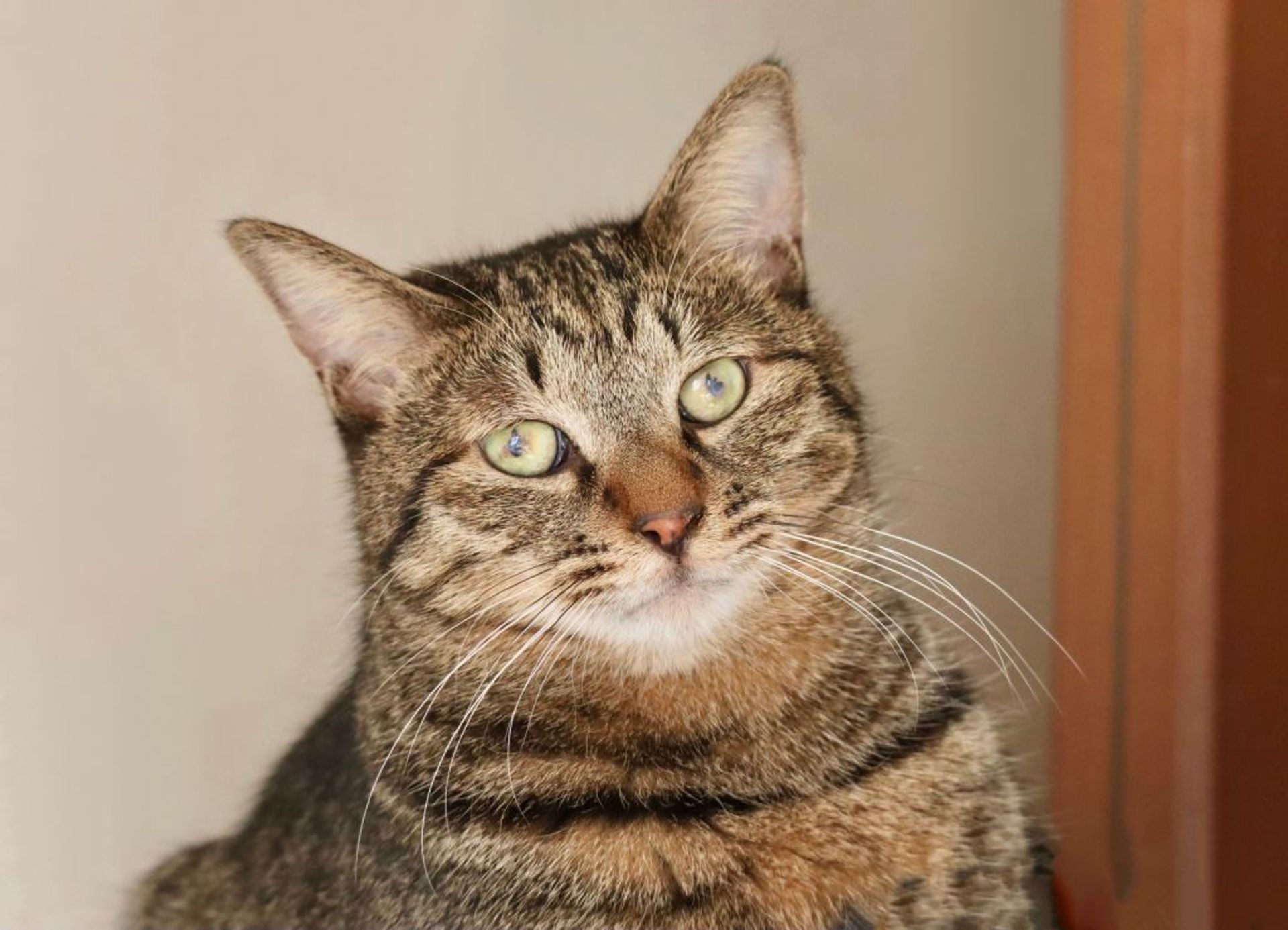雑種（ミックス猫）・オスの里親募集の写真