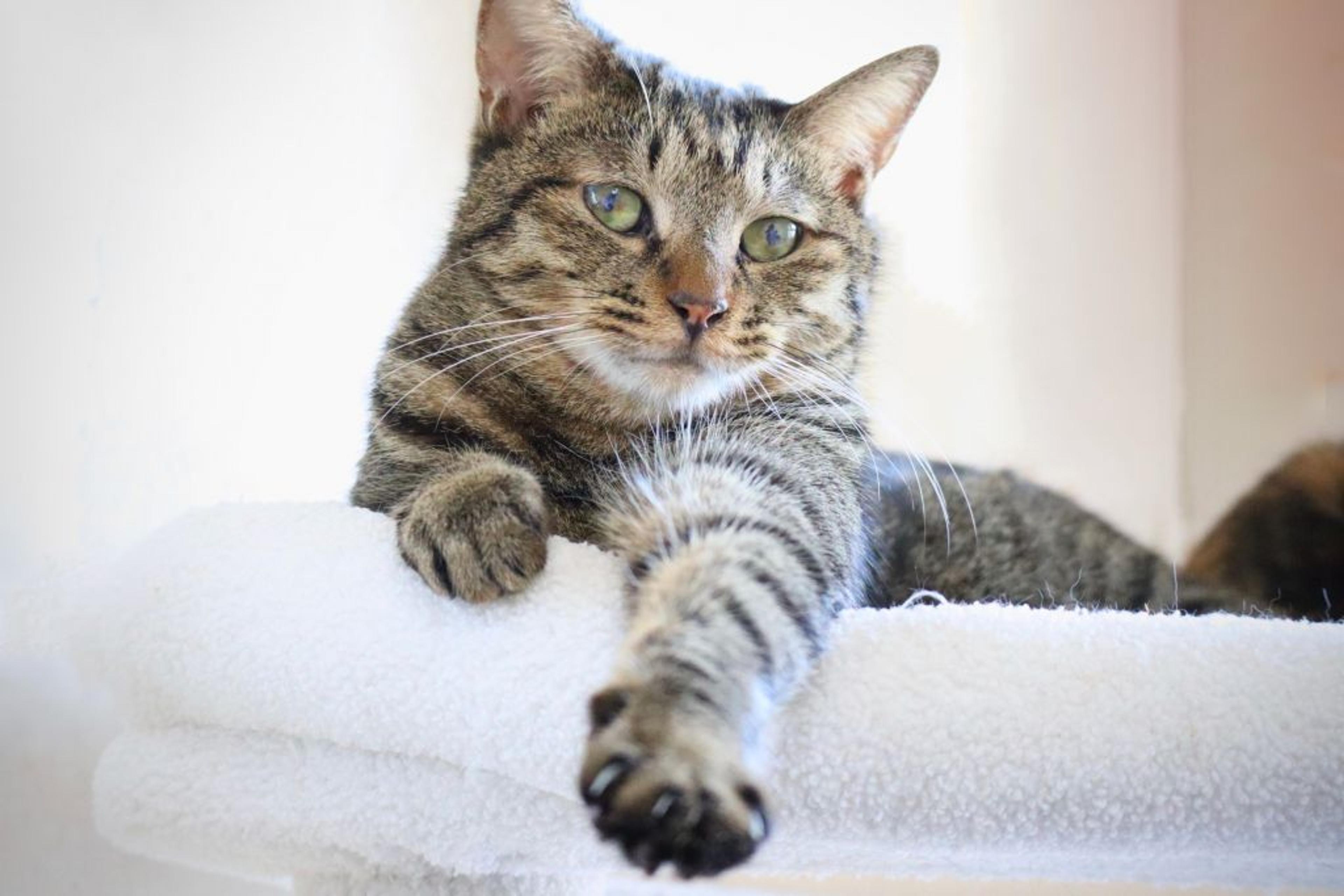 pet-image-5