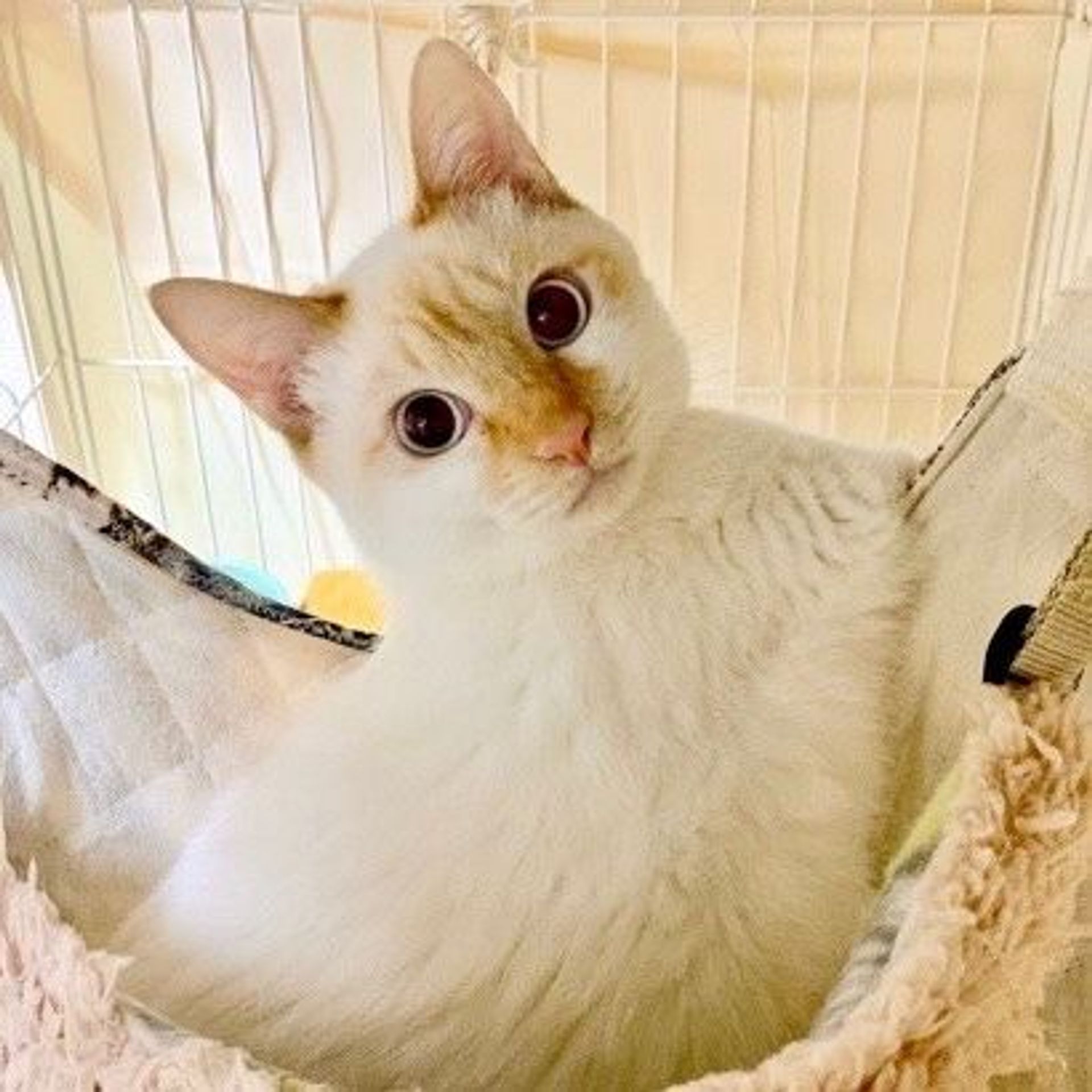 雑種（ミックス猫）・オスの里親募集の写真