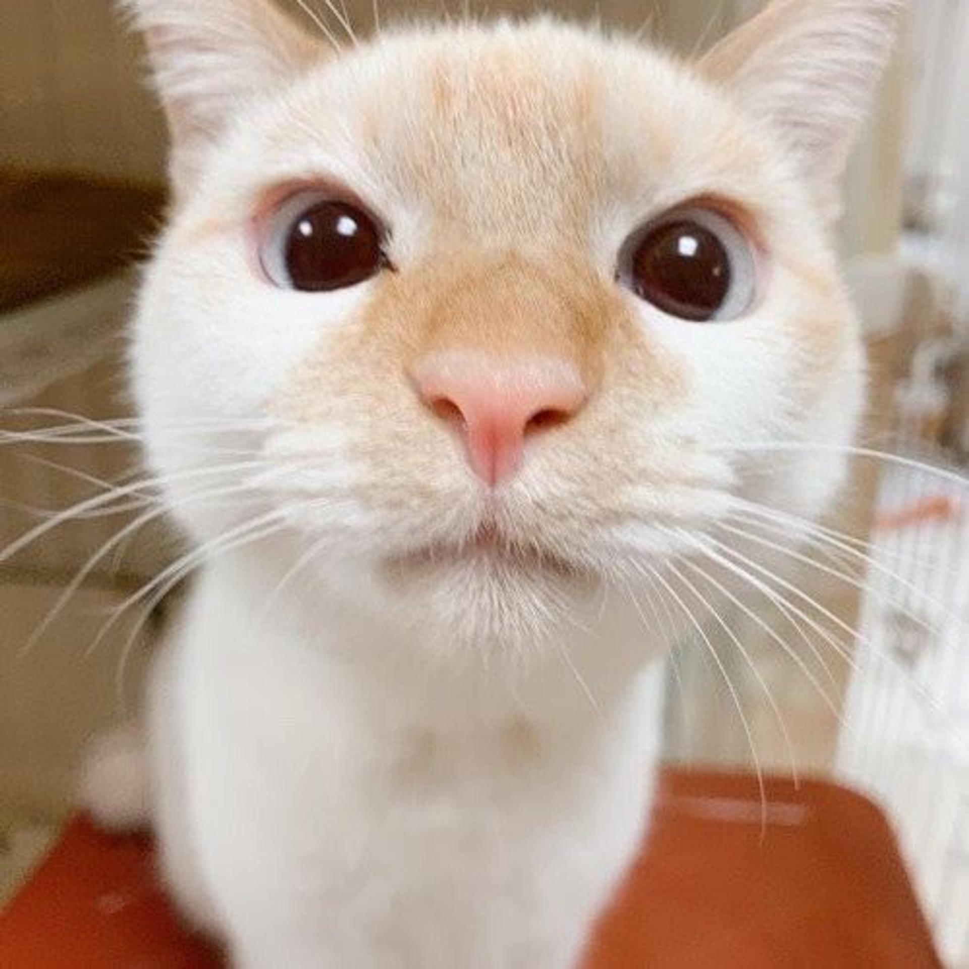 pet-image-4