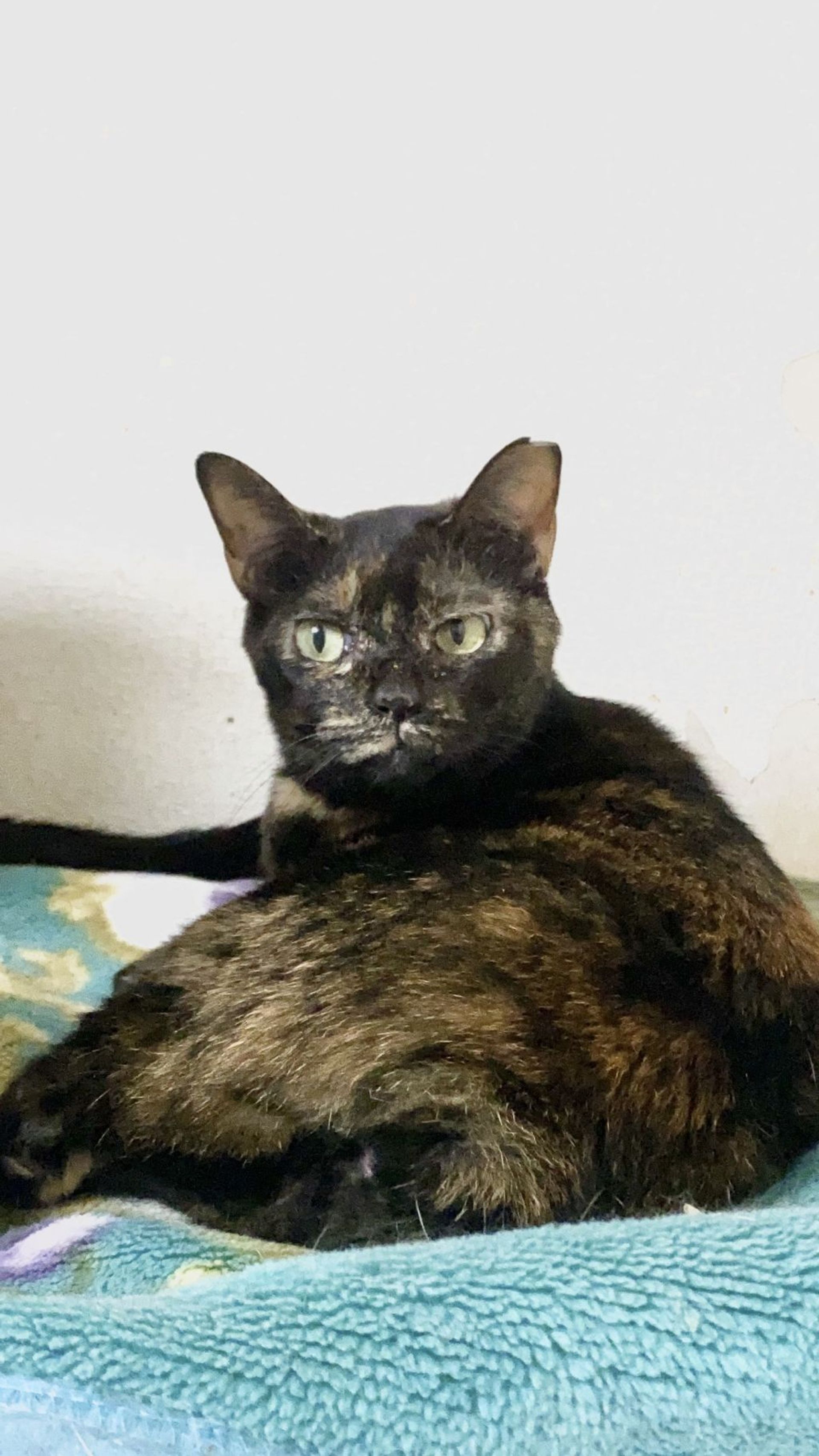 雑種（ミックス猫）・メスの里親募集の写真