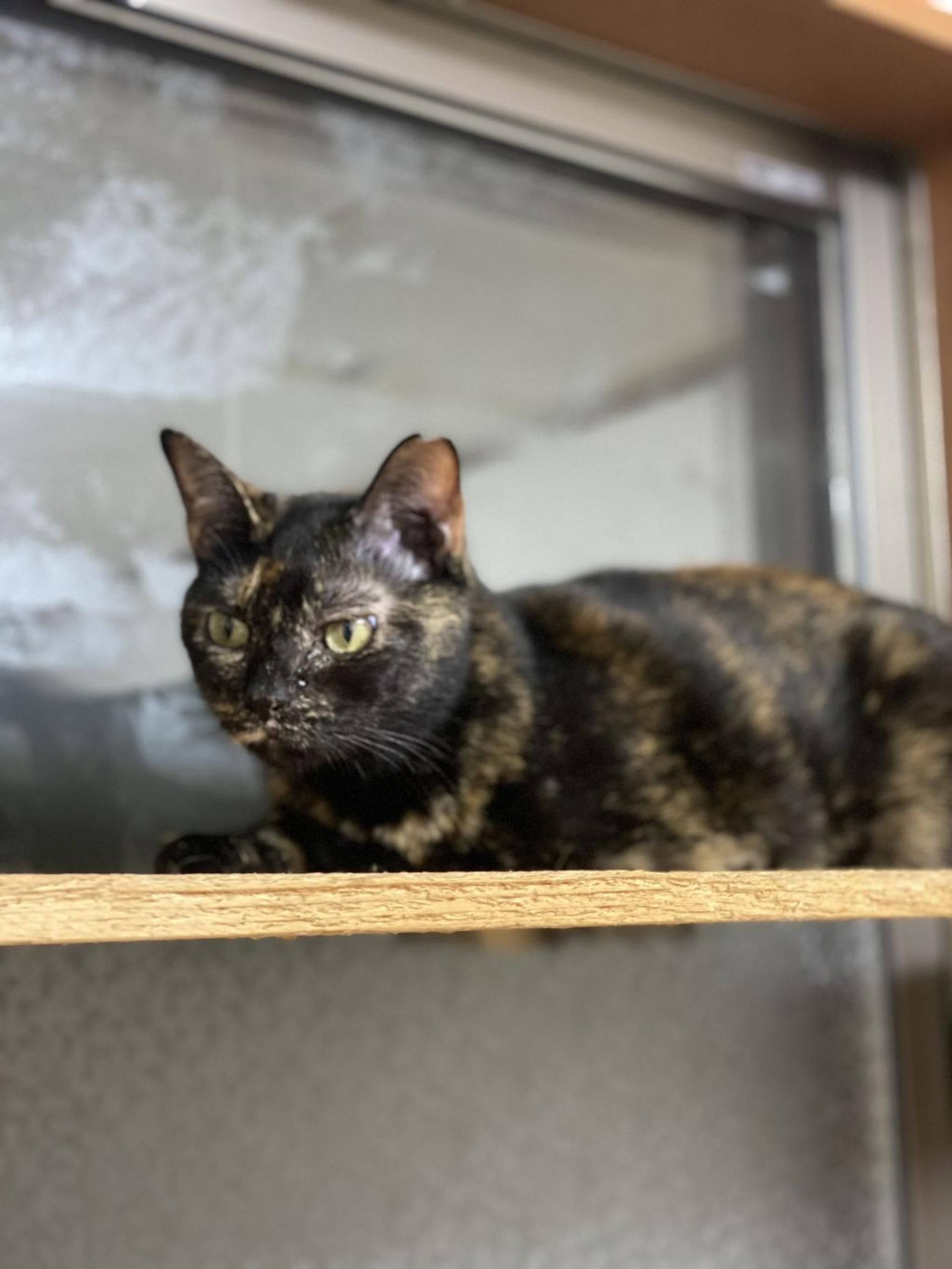 pet-image-3