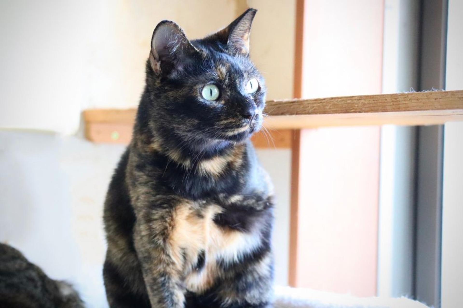 pet-image-4