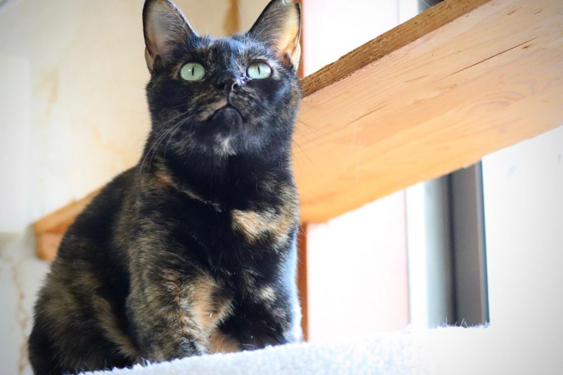 pet-image-8