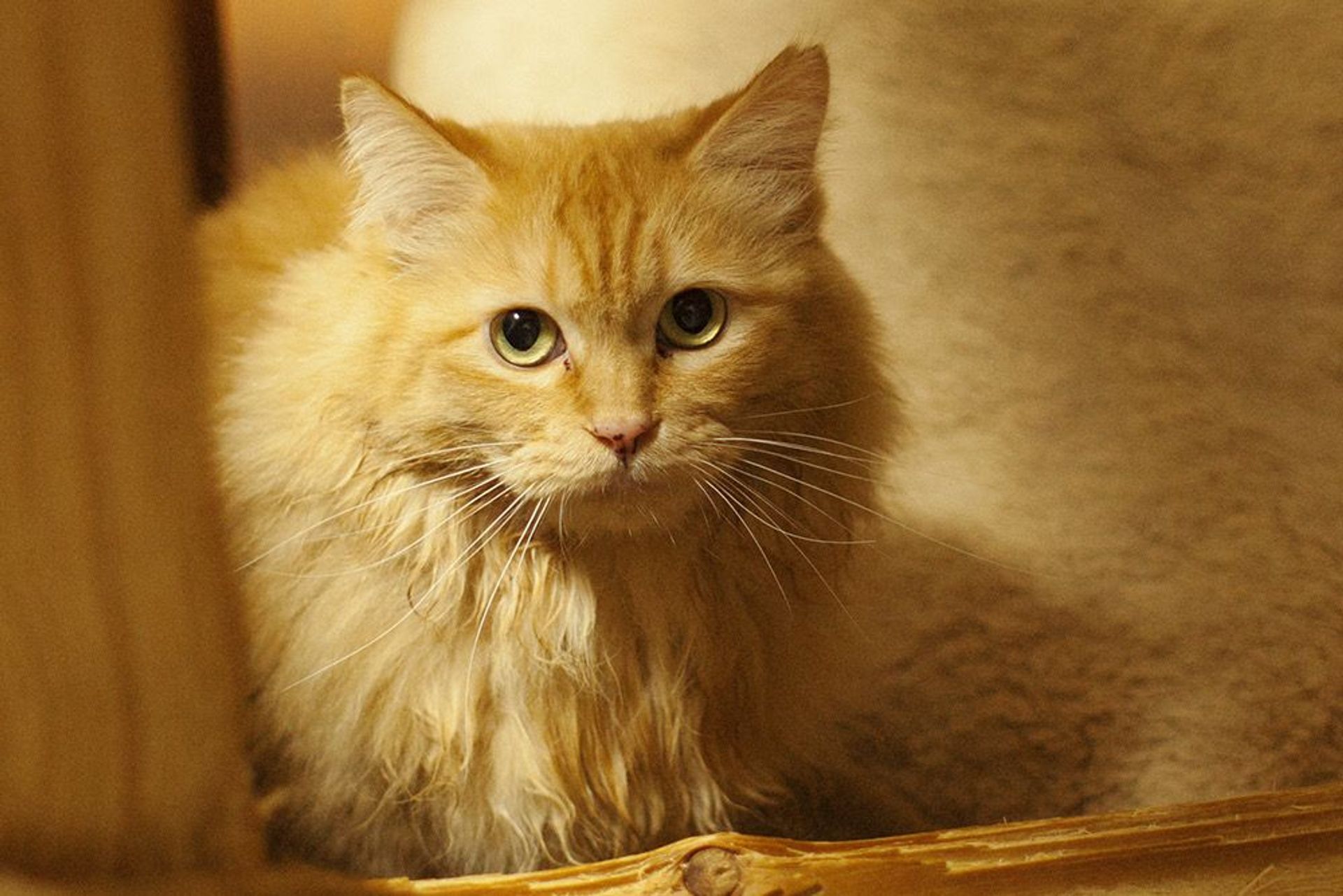 雑種（ミックス猫）・メスの里親募集の写真