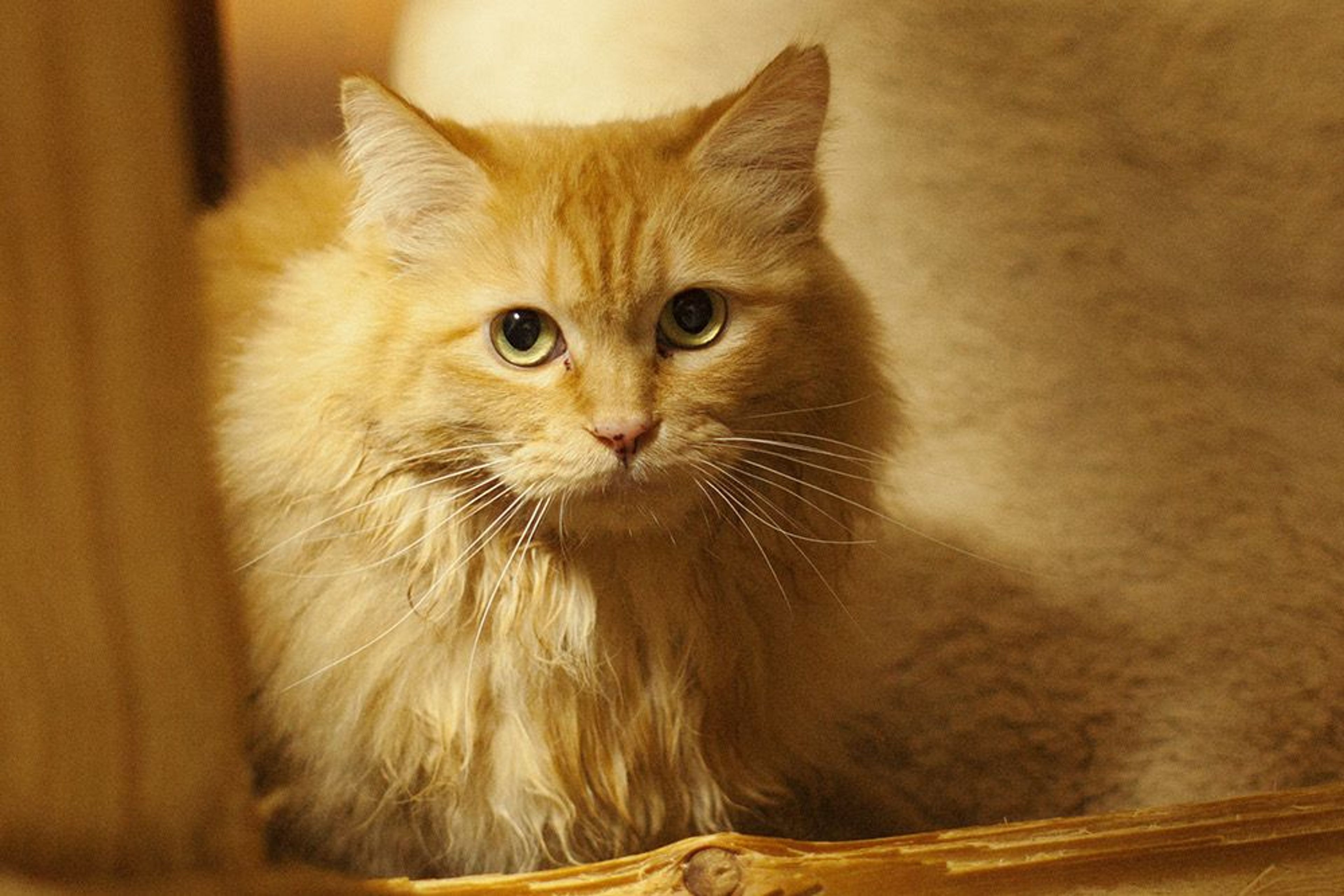 ふわふわモコモコな茶トラ長毛の女の子！ | 雑種（ミックス猫） | NPO