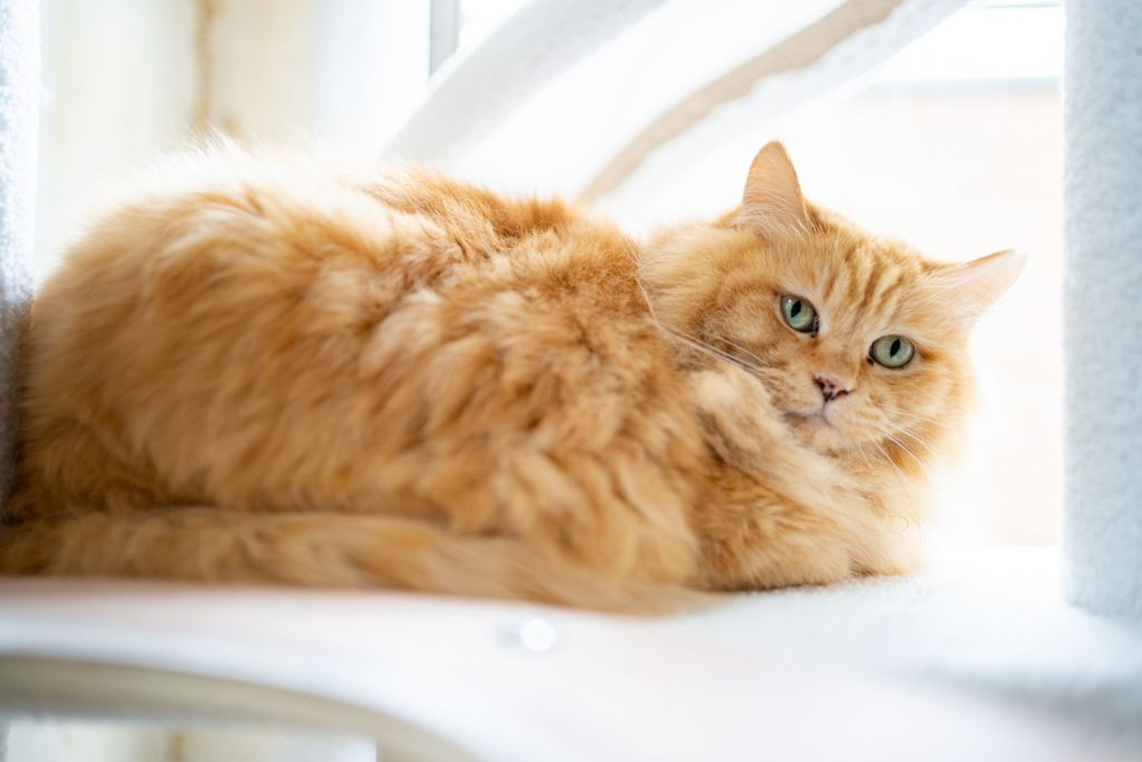 ふわふわモコモコな茶トラ長毛の女の子！ | 雑種（ミックス猫） | NPO