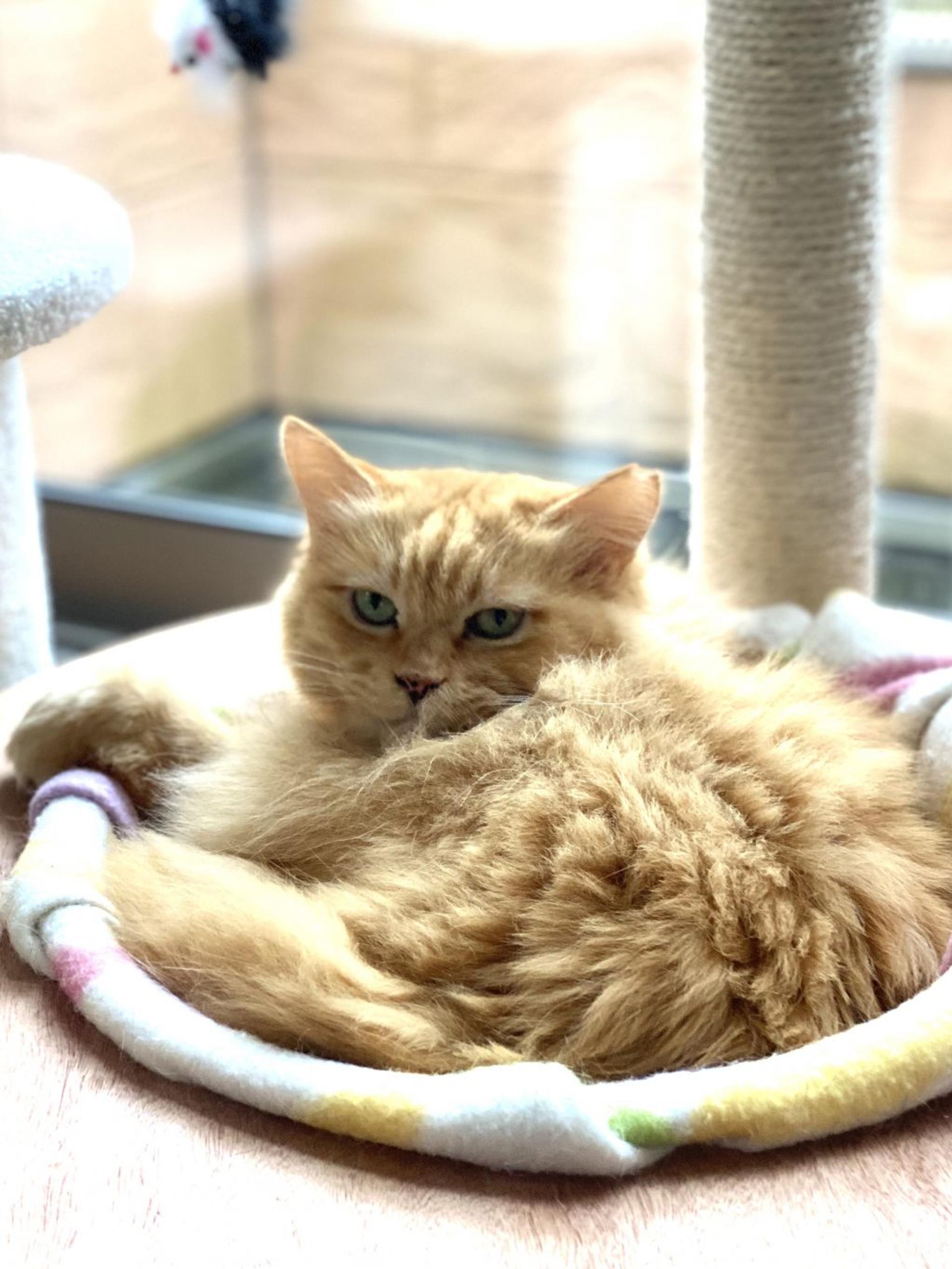 pet-image-3