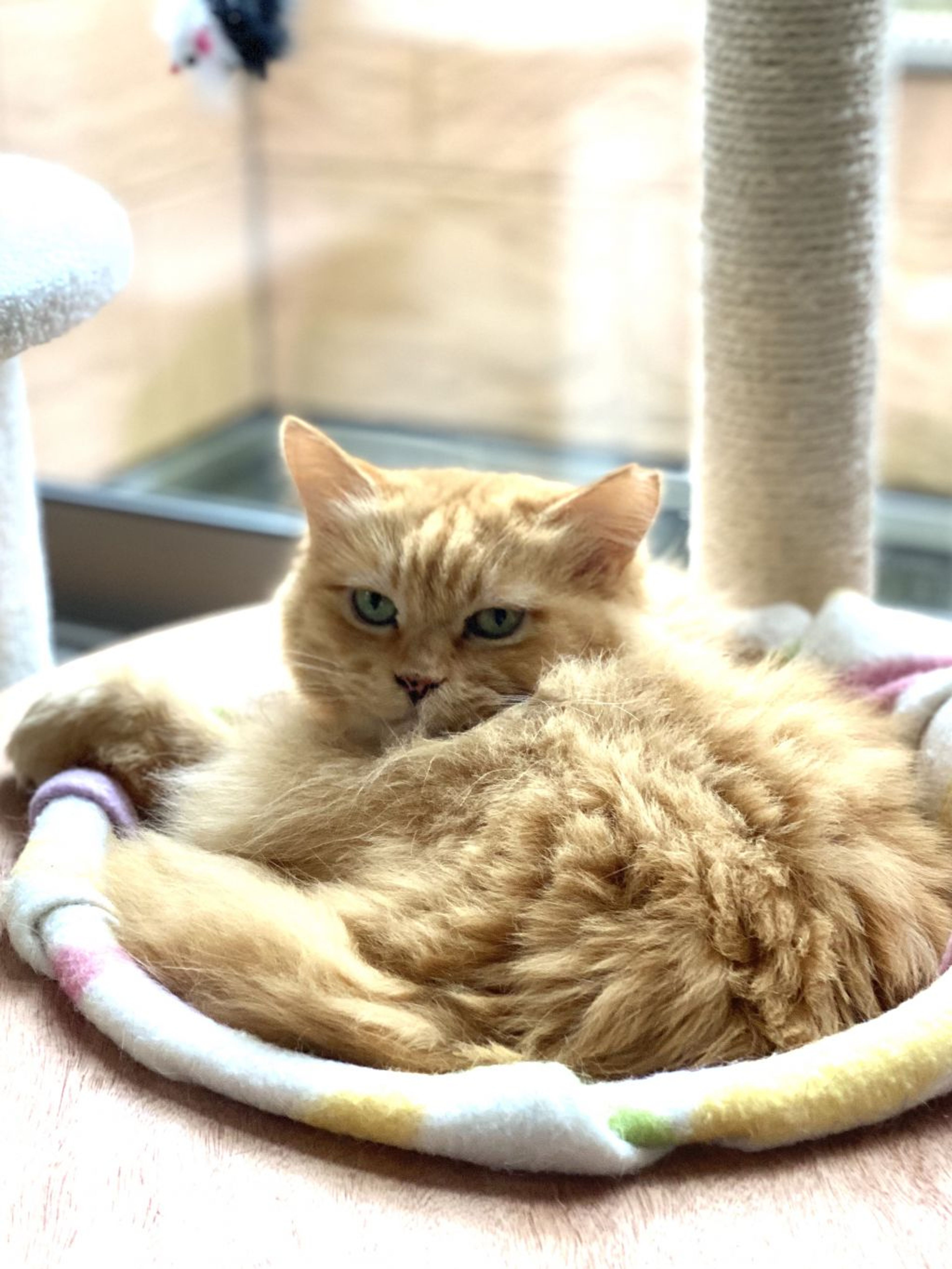 pet-image-3