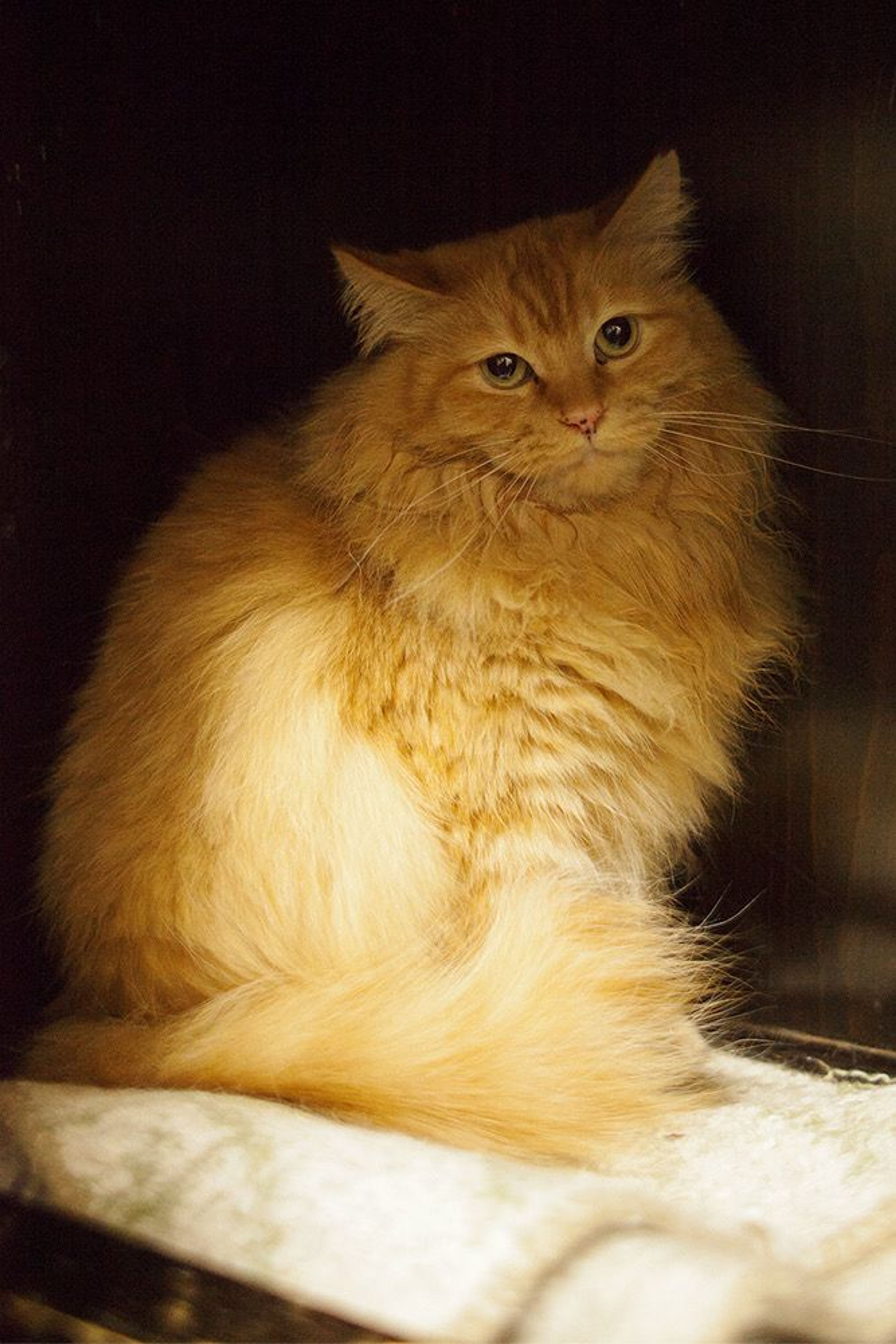 ふわふわモコモコな茶トラ長毛の女の子！ | 雑種（ミックス猫） | NPO