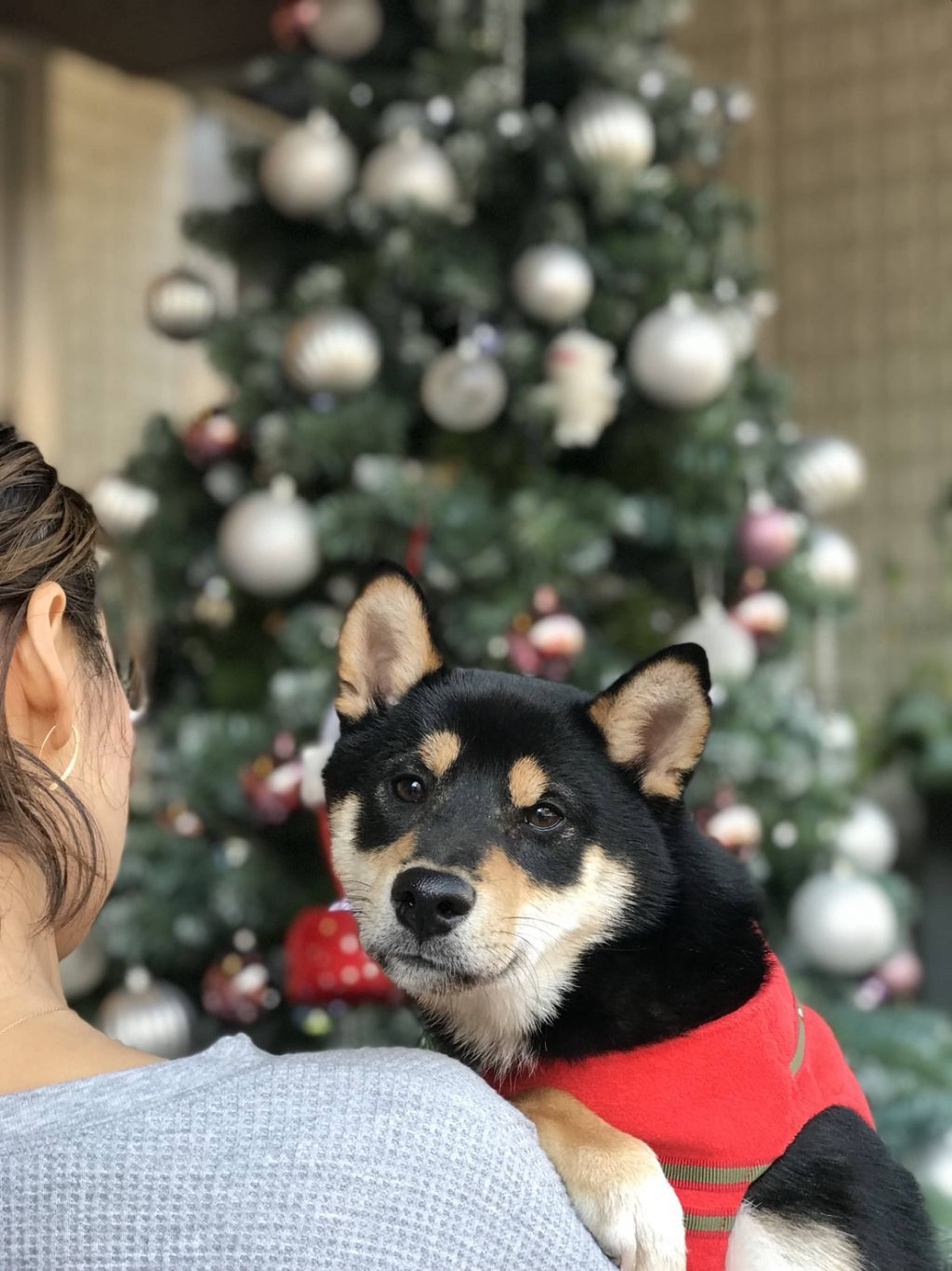 柴犬・オスの里親募集の写真