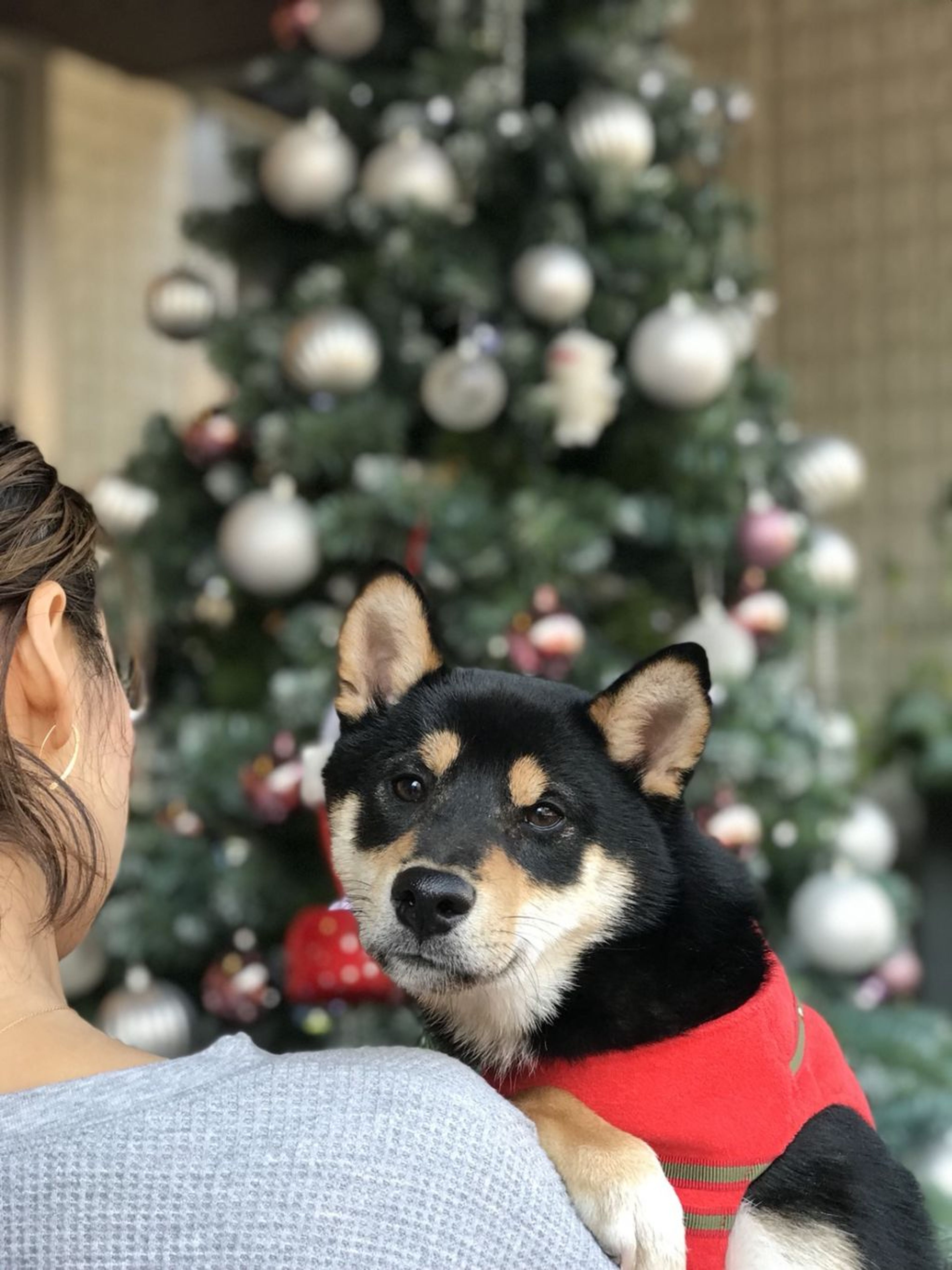 柴犬・オスの里親募集の写真