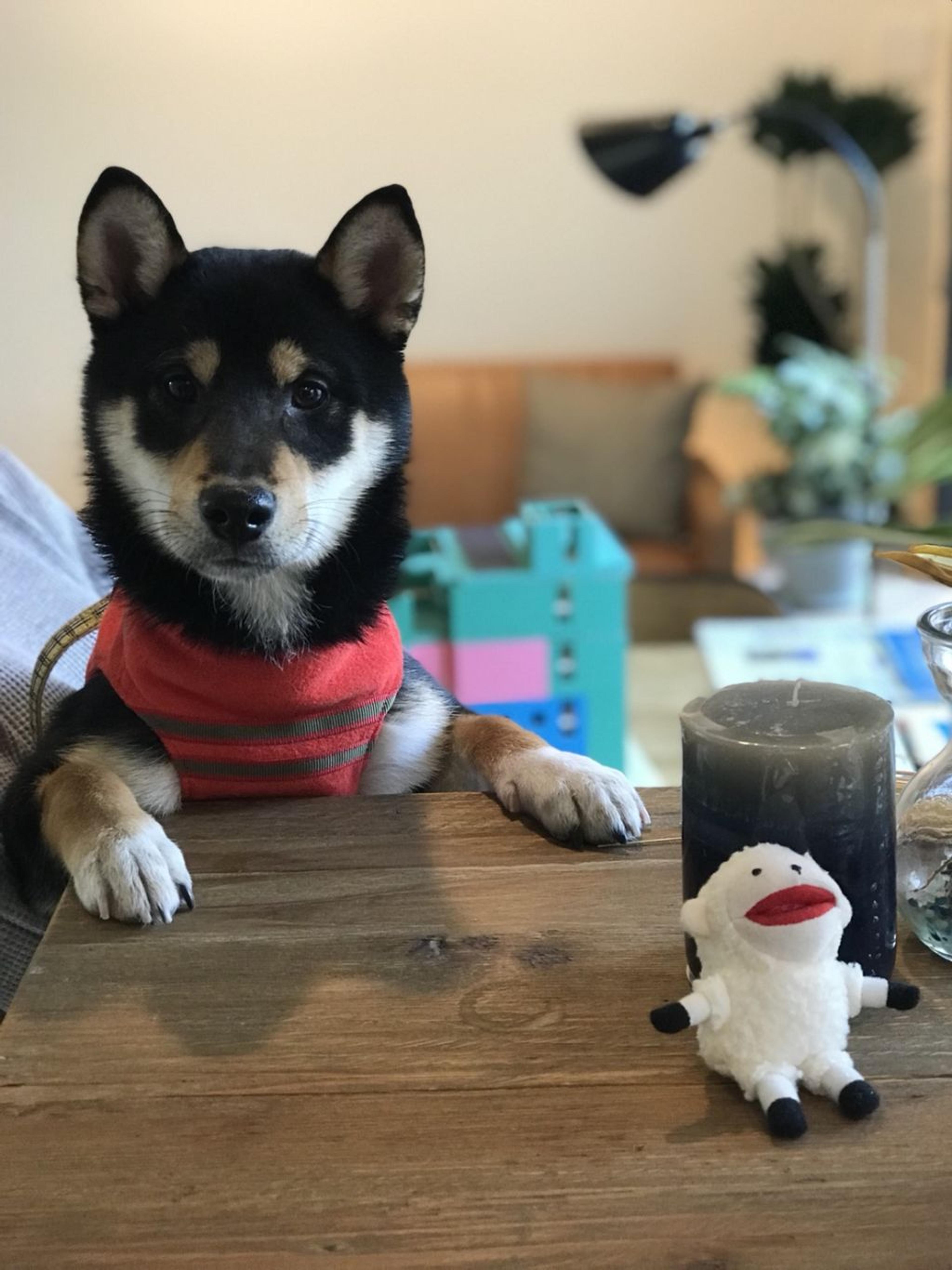 pet-image-2