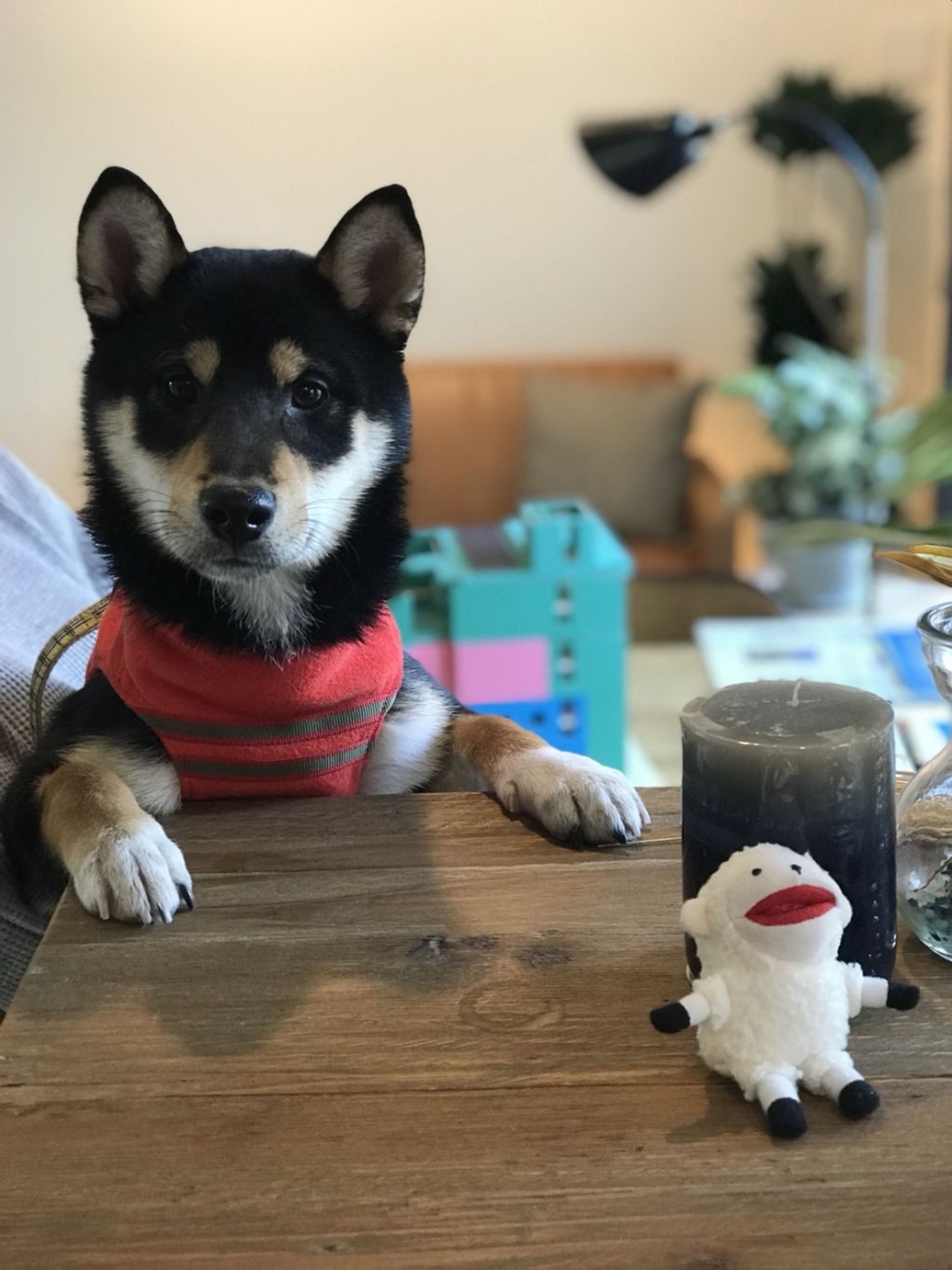 pet-image-2