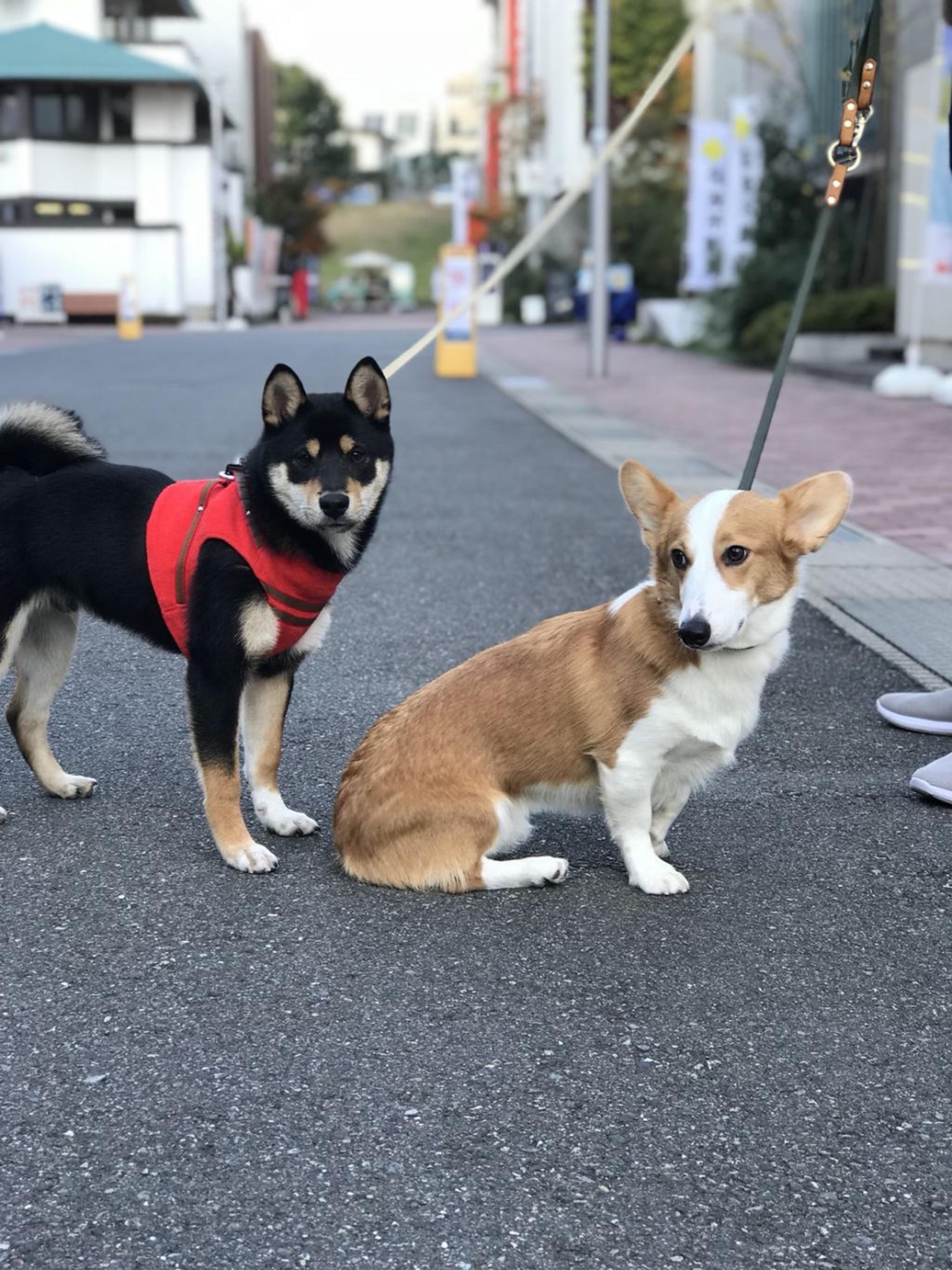 pet-image-3