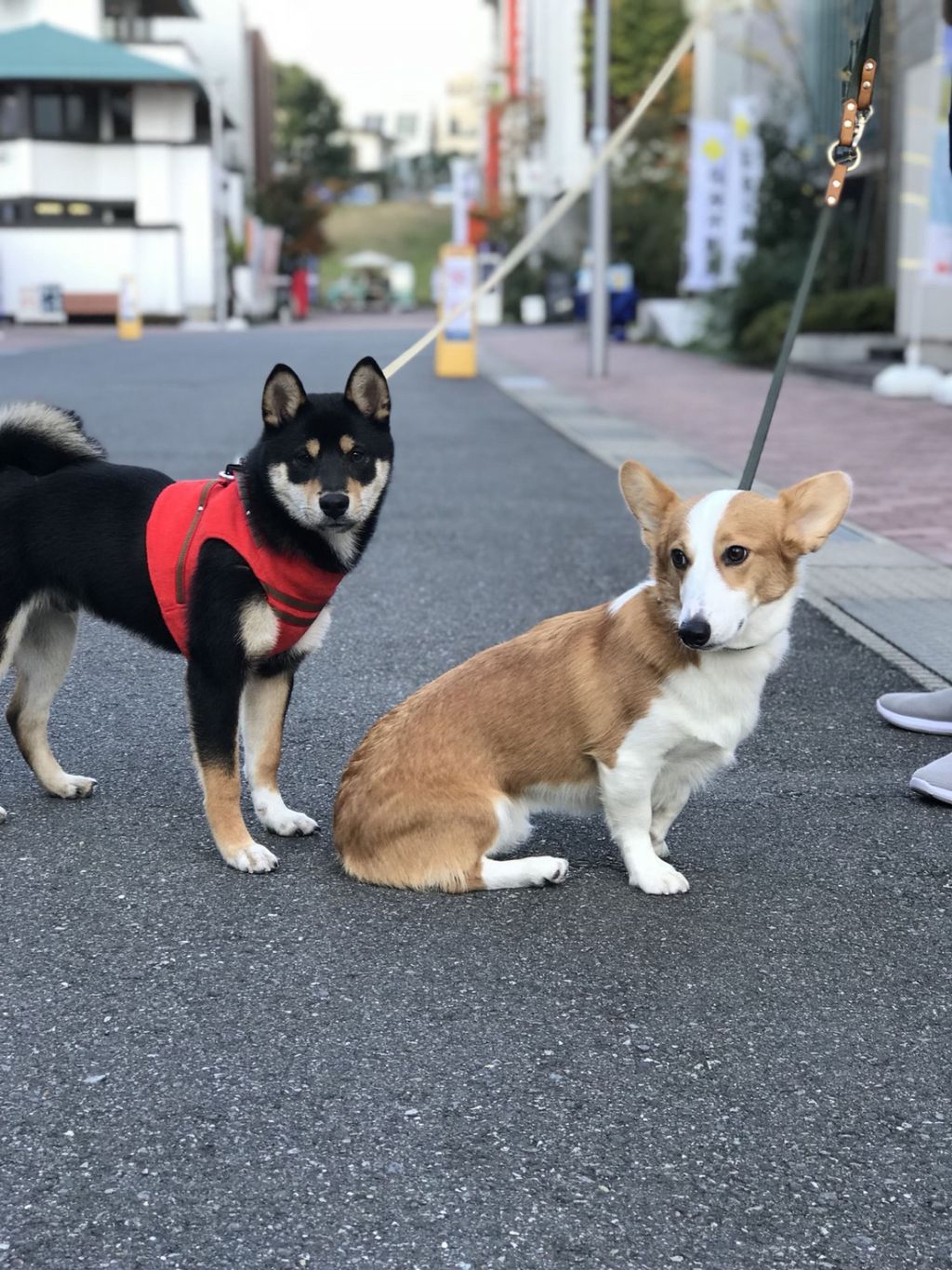 pet-image-3