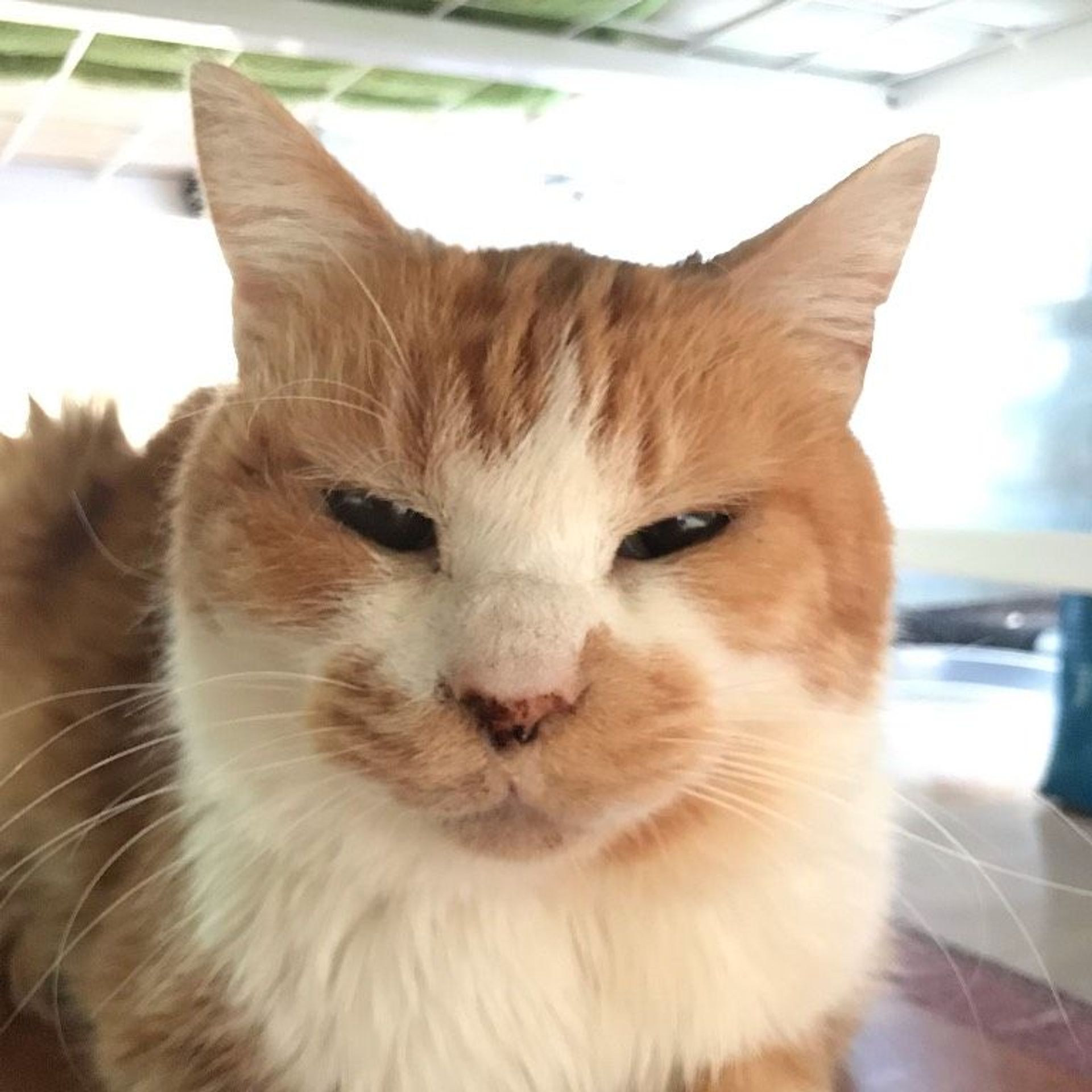 雑種（ミックス猫）・オスの里親募集の写真