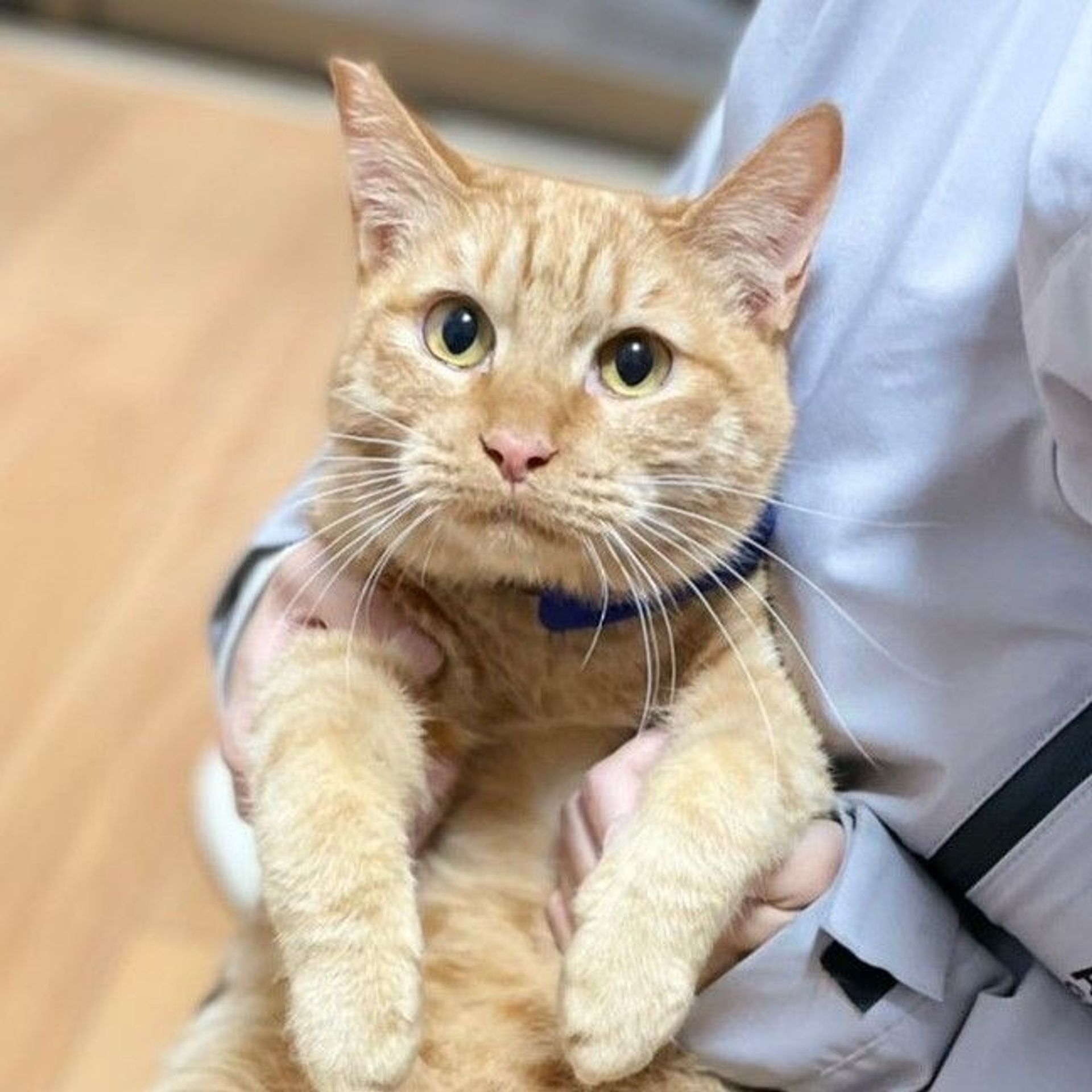 雑種（ミックス猫）・オスの里親募集の写真
