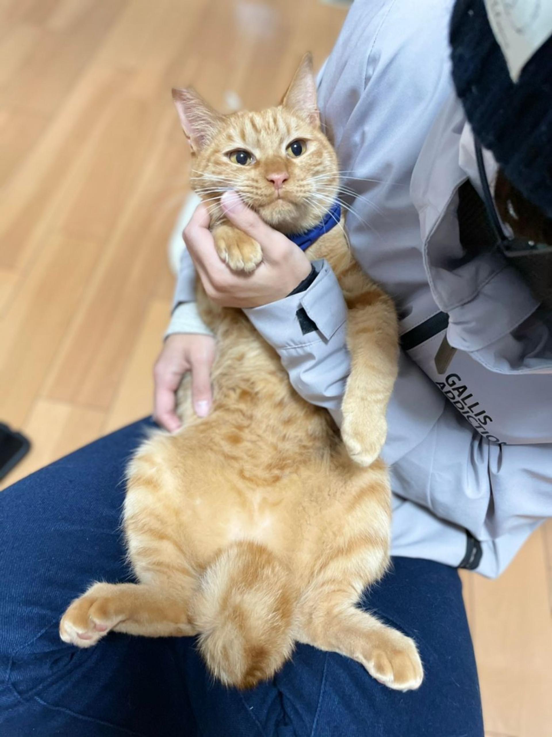 pet-image-4