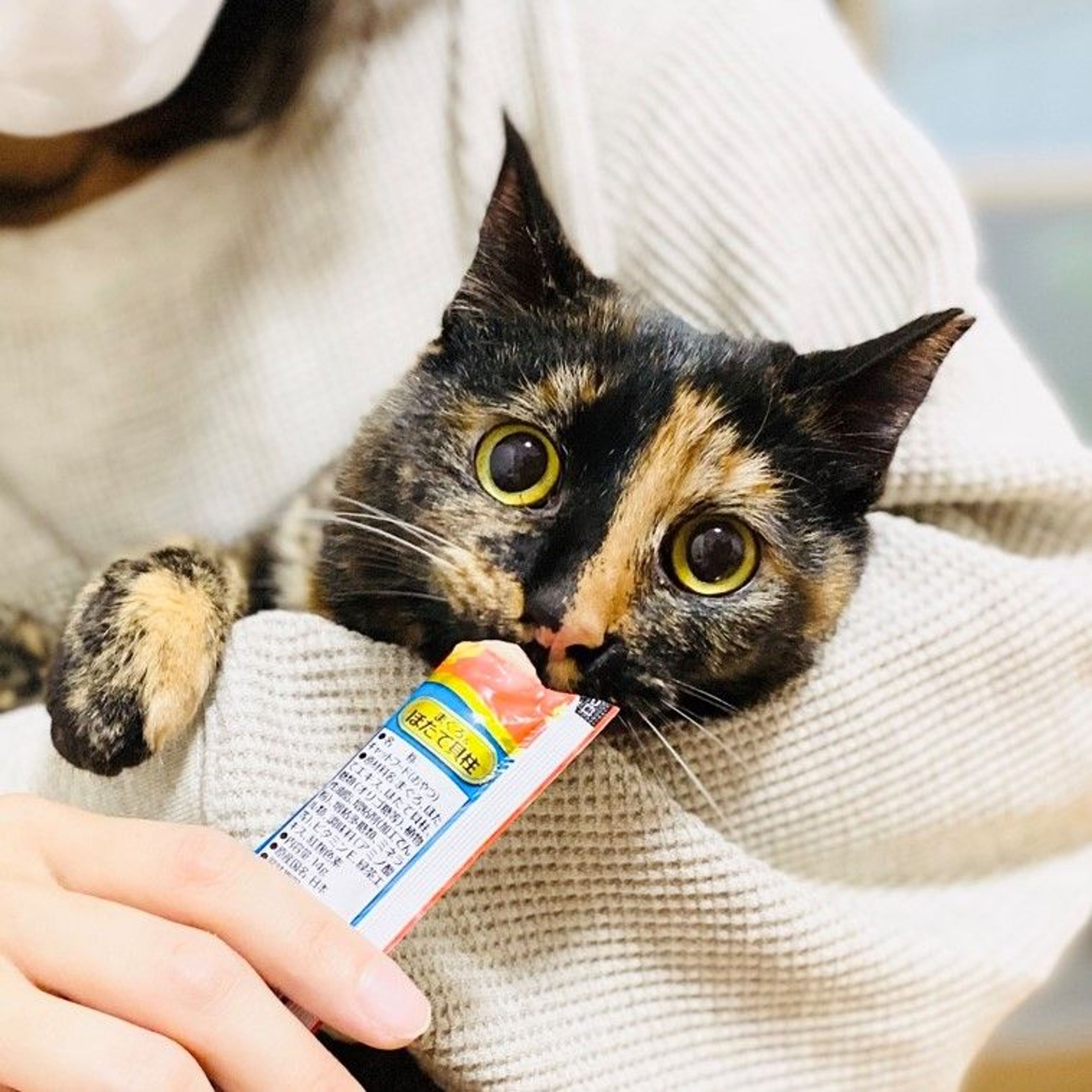 雑種（ミックス猫）・メスの里親募集の写真