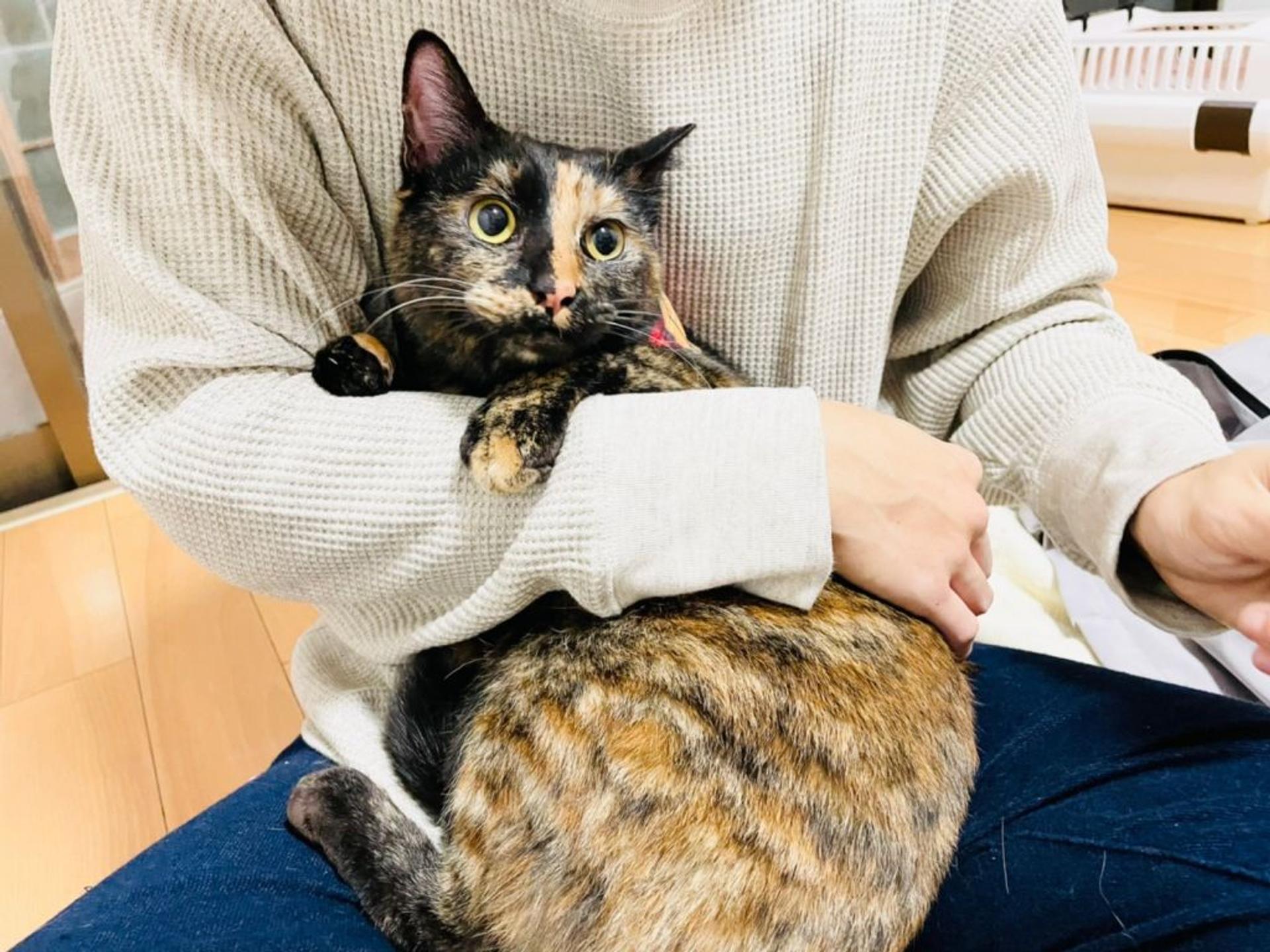 pet-image-4