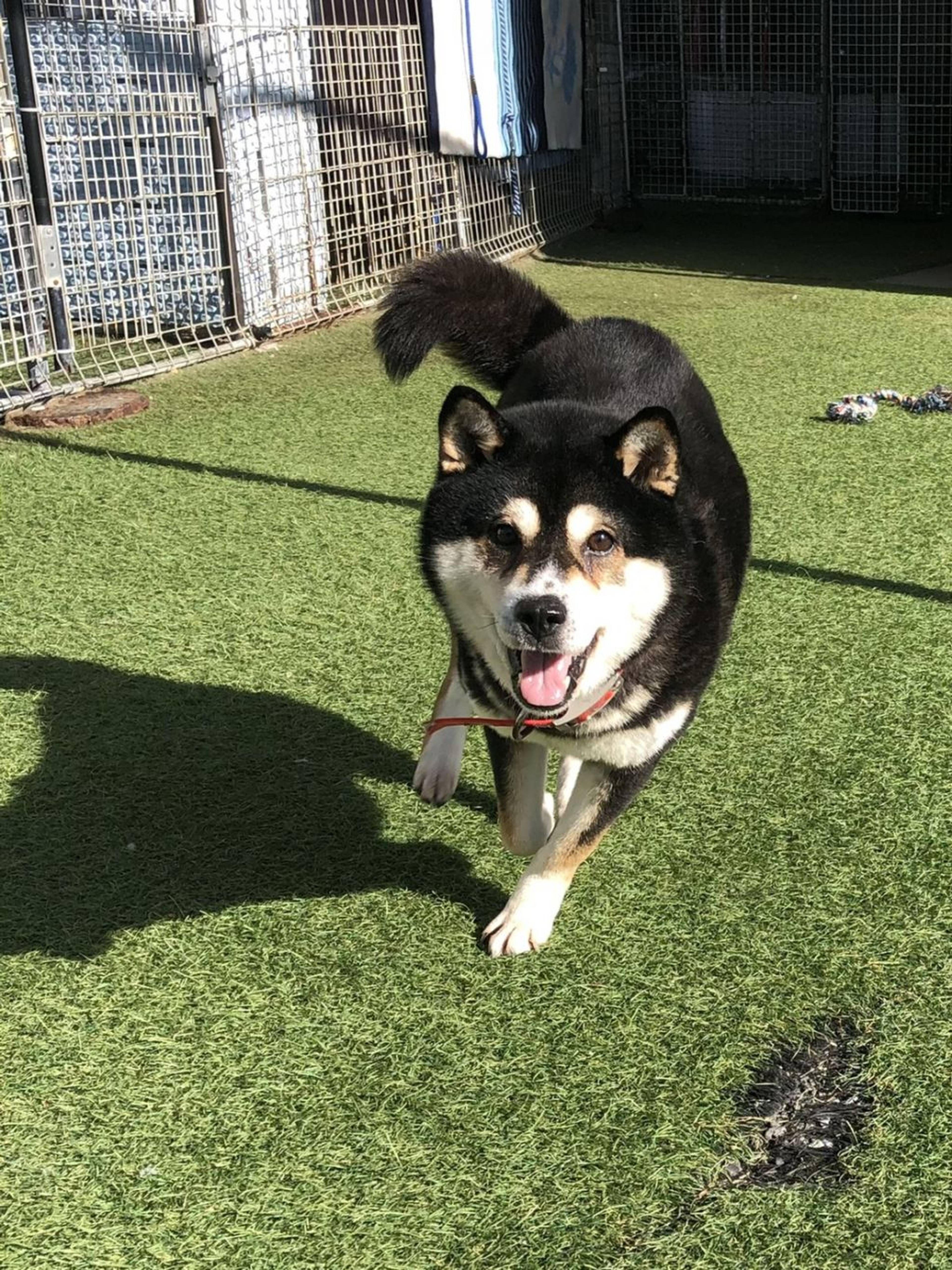 柴犬・メスの里親募集の写真