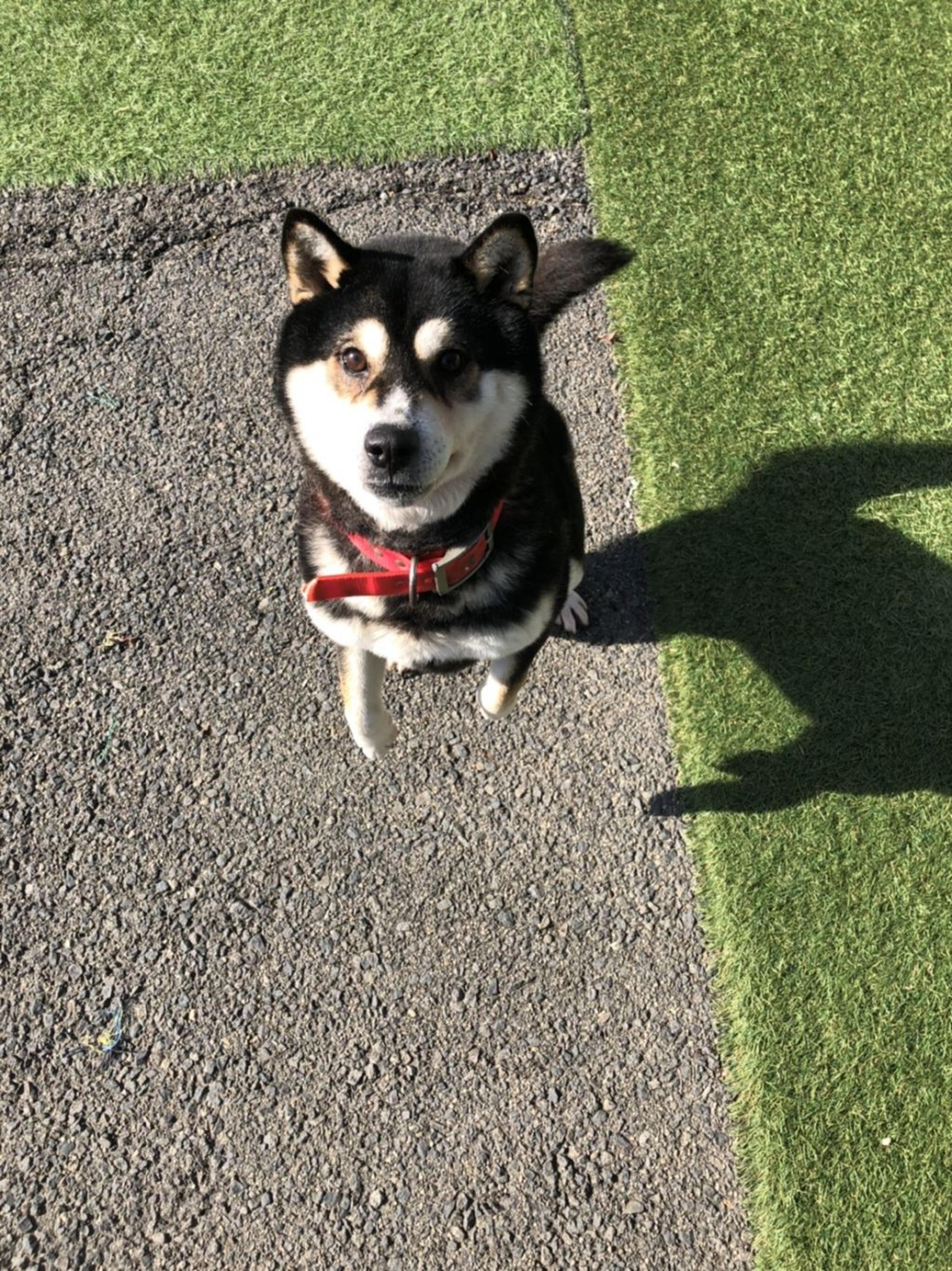 pet-image-3