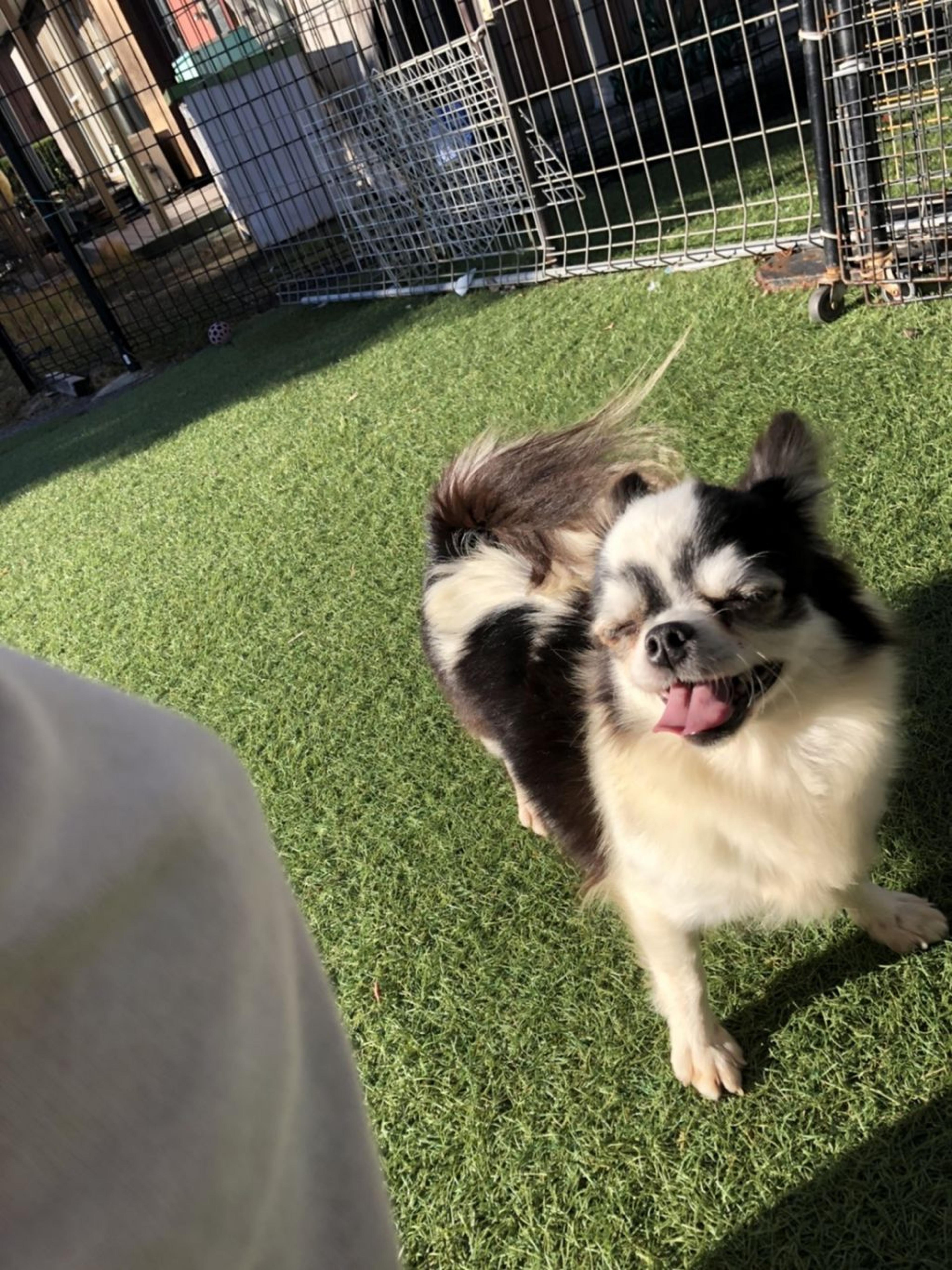 pet-image-2